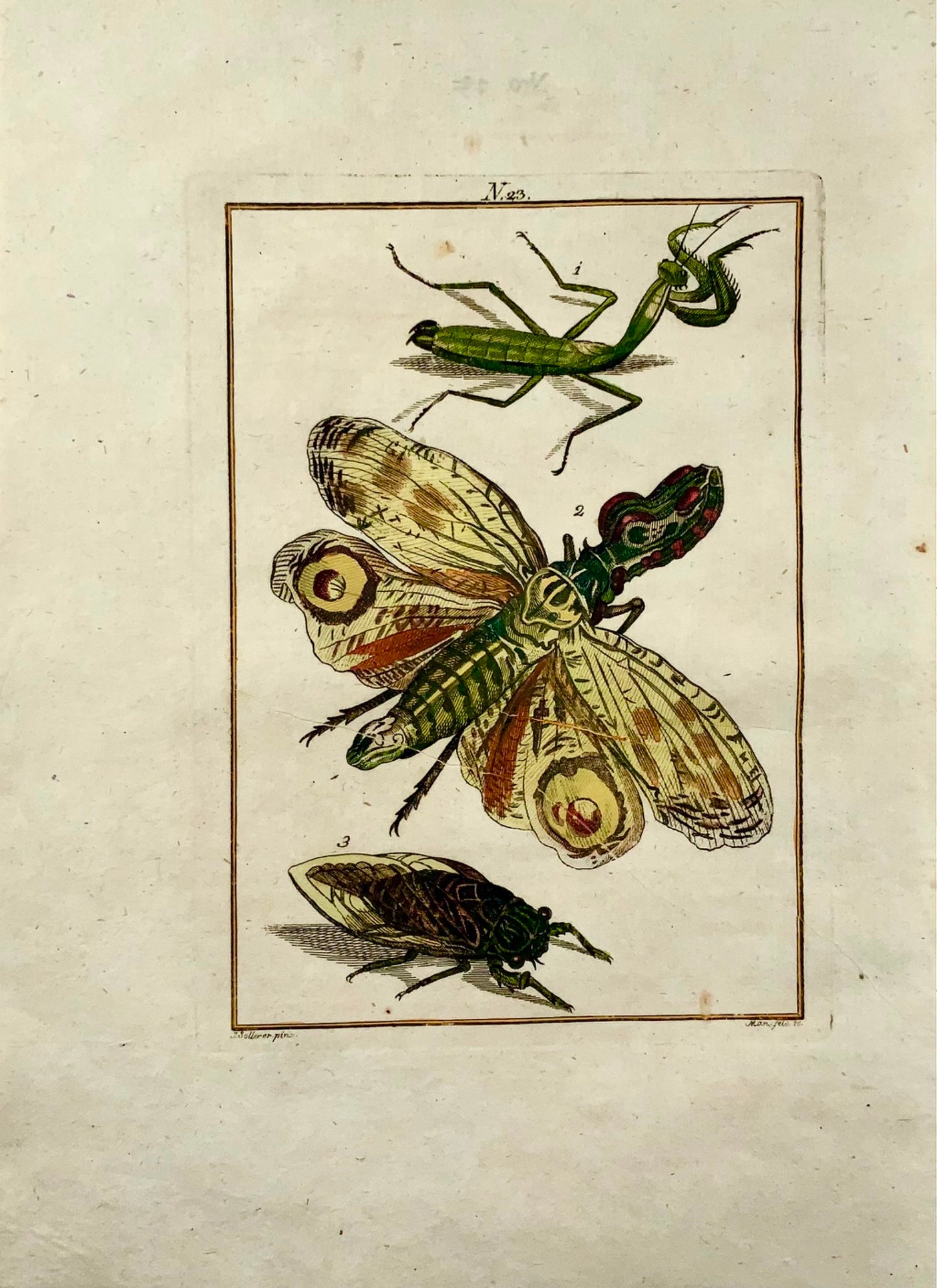 1790 Flying Mantis, Insects, Joh. Sollerer hand coloured engraving