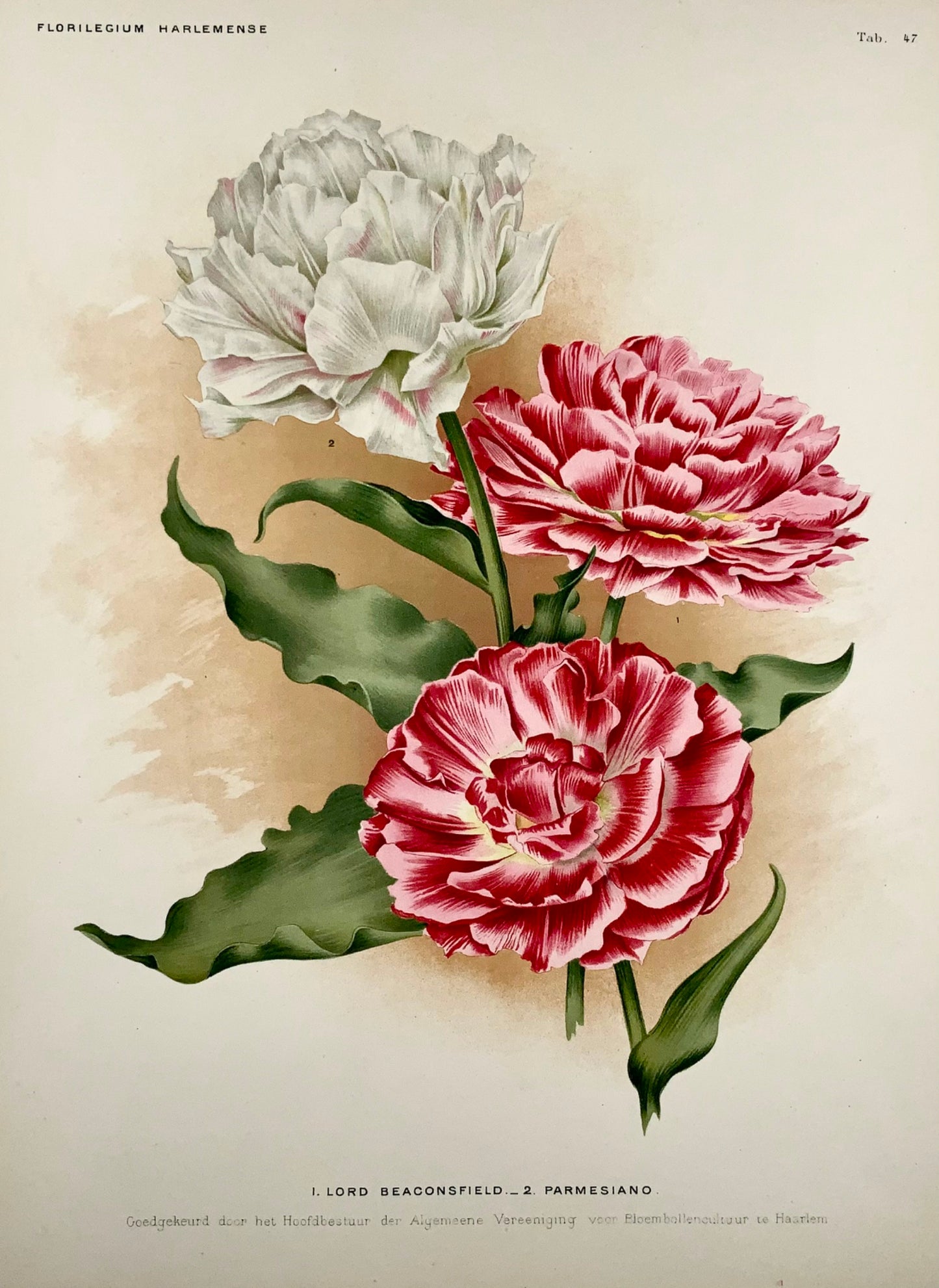 1901 Lord Beaconsfield Tulips - Florilegium Harlemense - 36cm - Botany