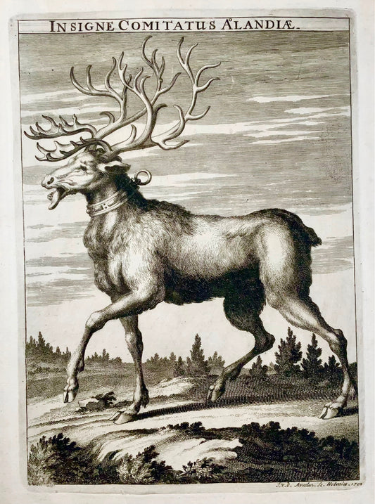 1705 Aveelen, Renna, Finlandia, grande incisione su rame, mammiferi