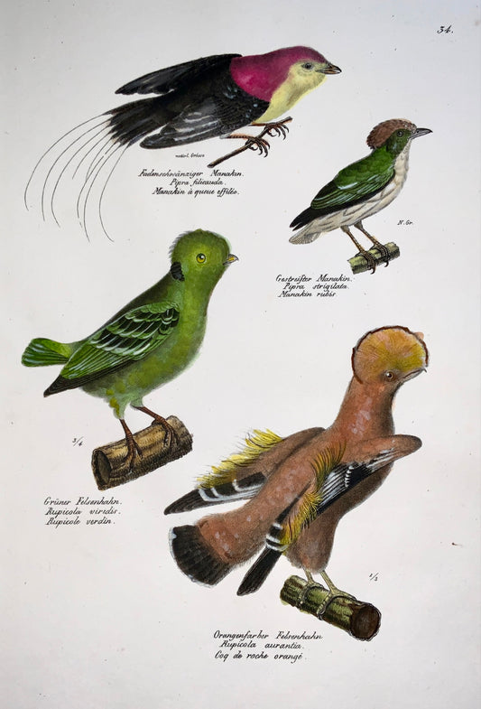 1830 RUPICOLA - Ornithology - Brodtmann hand coloured FOLIO stone lithograph