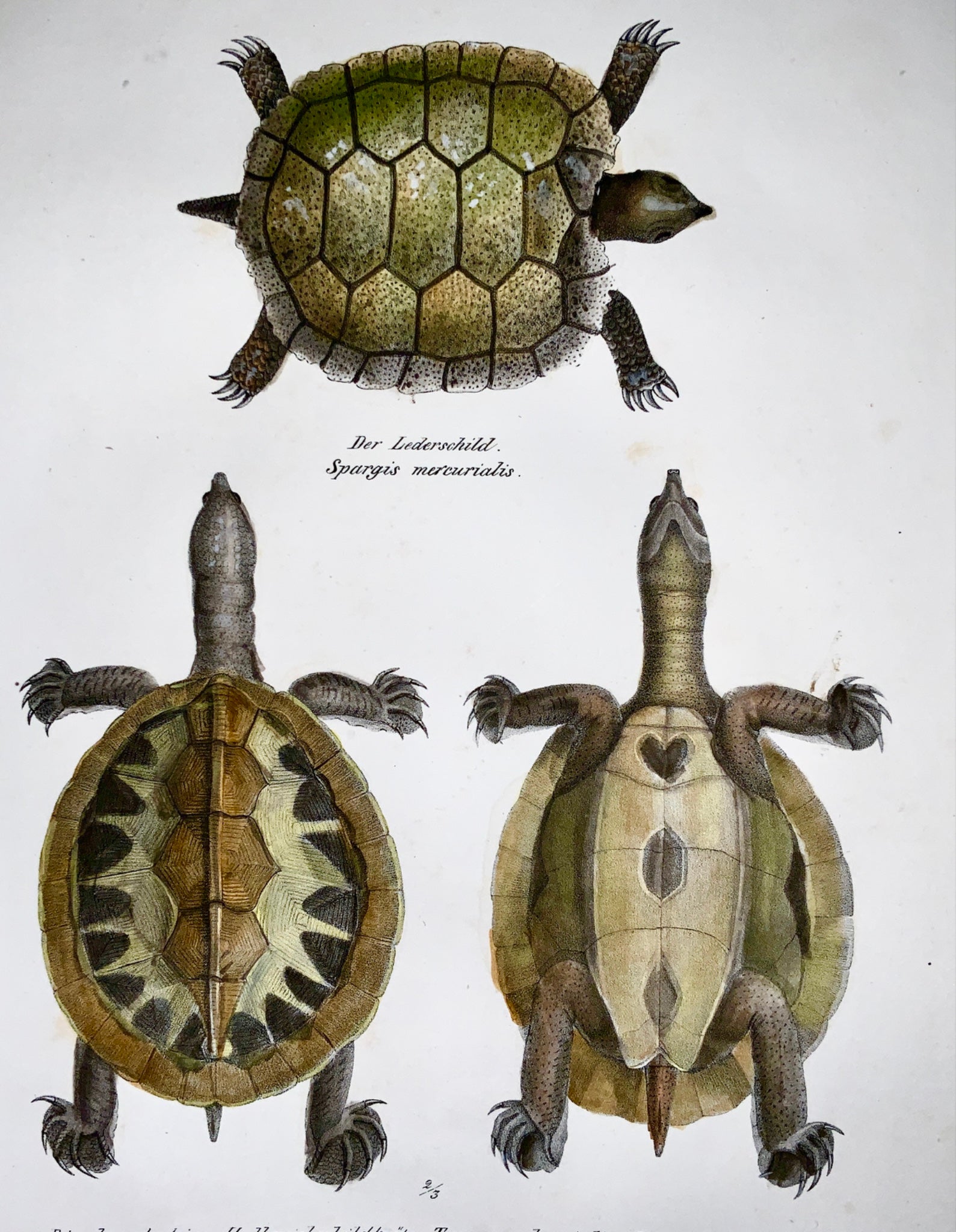1833 H.R. Schinz (b1777) - RIVER TERRAPIN TURTLE - Hand colour stone lithograph - Amphibians