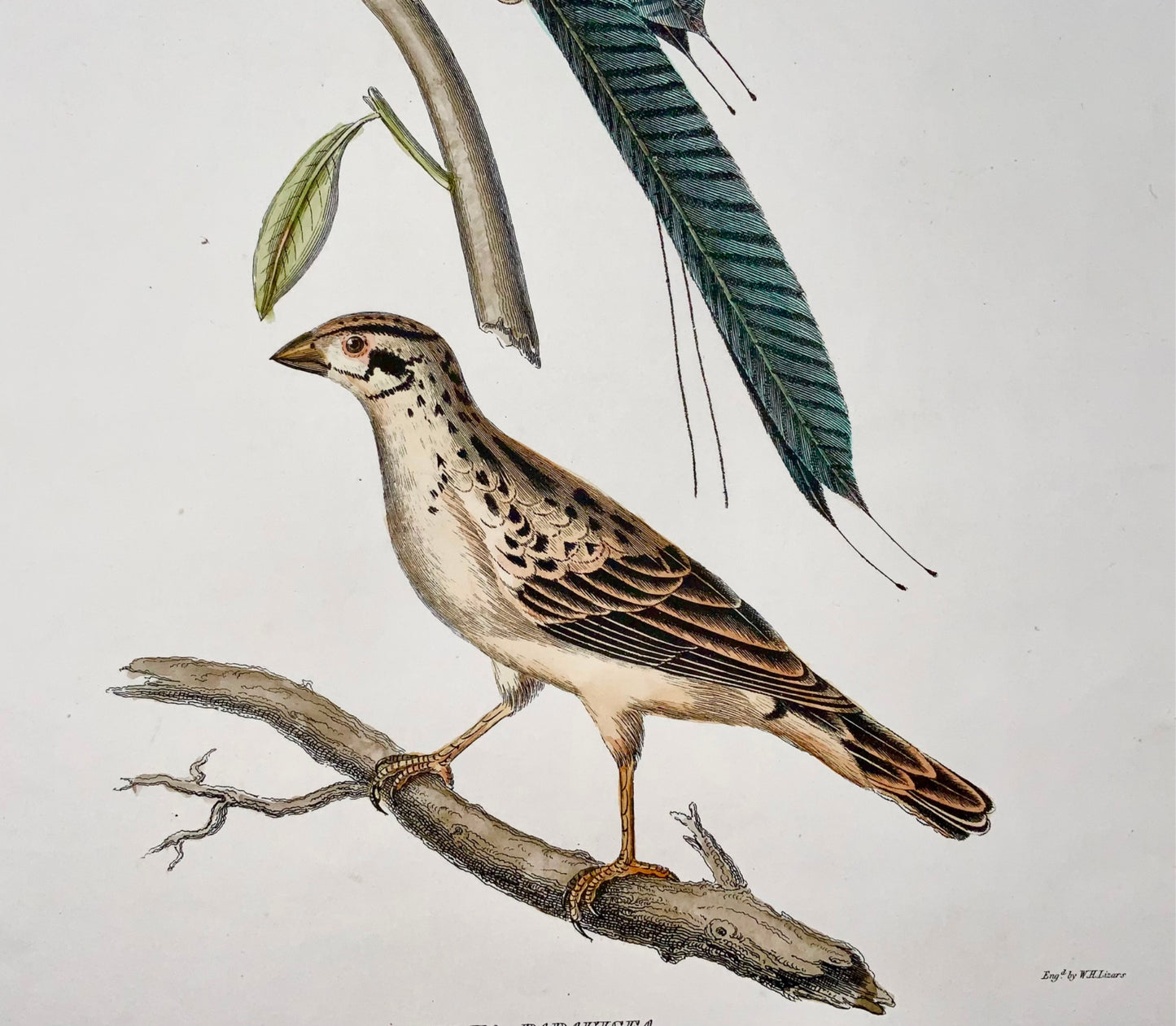 1846 Whidah Weaver, ornitologia, cap. Marrone, colorato a mano, foglio grande (36 cm)