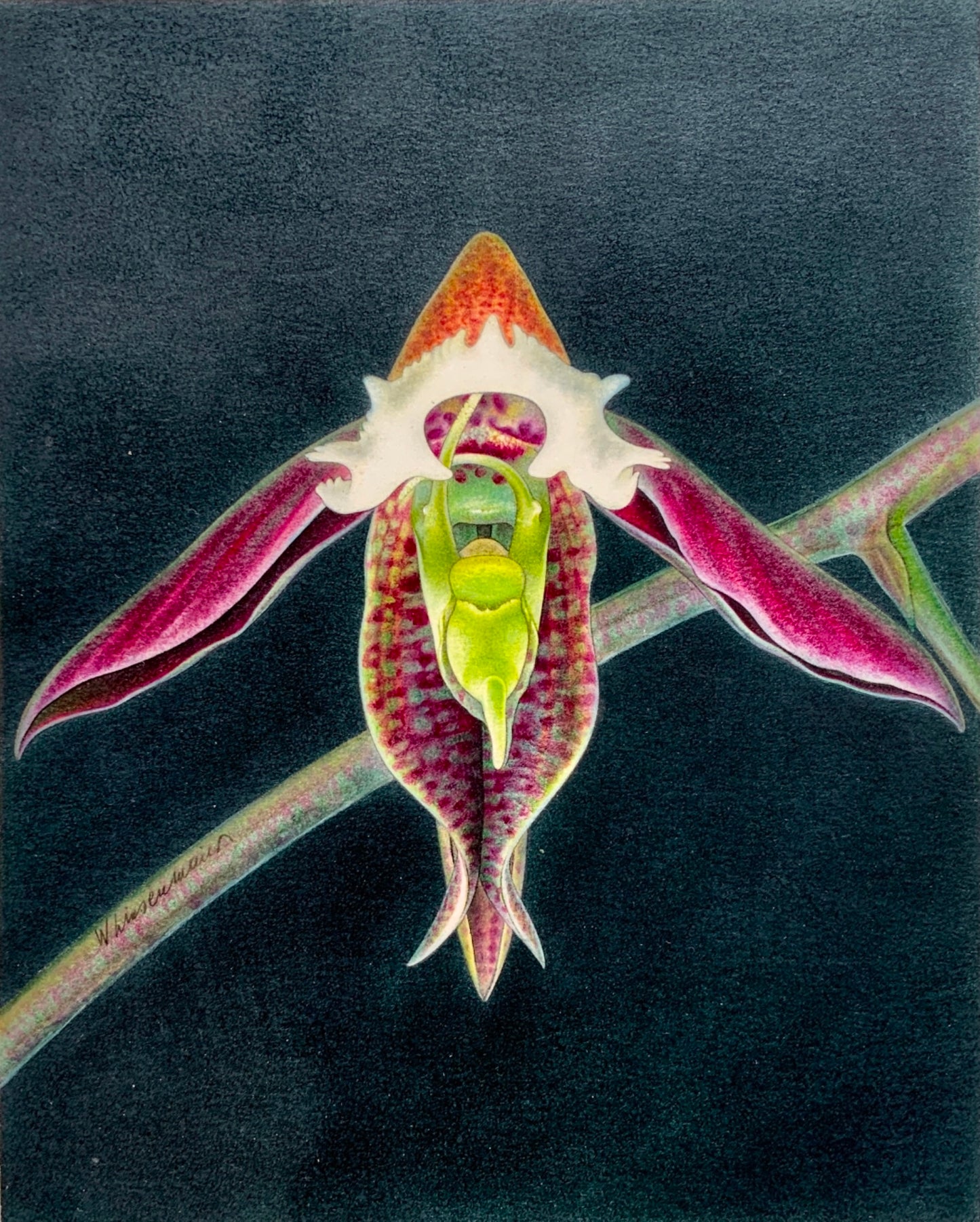 1957 WALTER LINSENMAIER original coloured Pencil Drawing - Orchid - Botanical