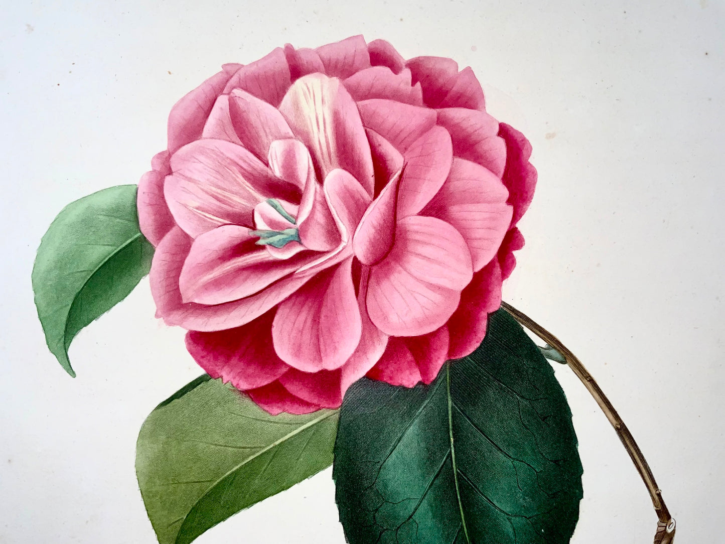 1841 Camellia Venus [Camellia], disegnata da JJ Jung, incisa da Oudet, Berlèse, fiori, botanica