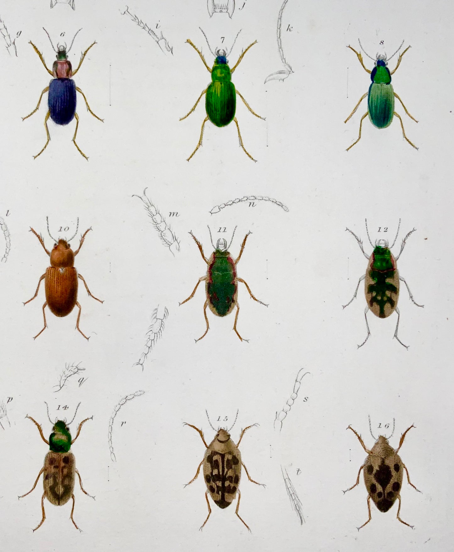 1854 New York Beetles, Pease lith; Emmons, grande litografia in pietra colorata a mano