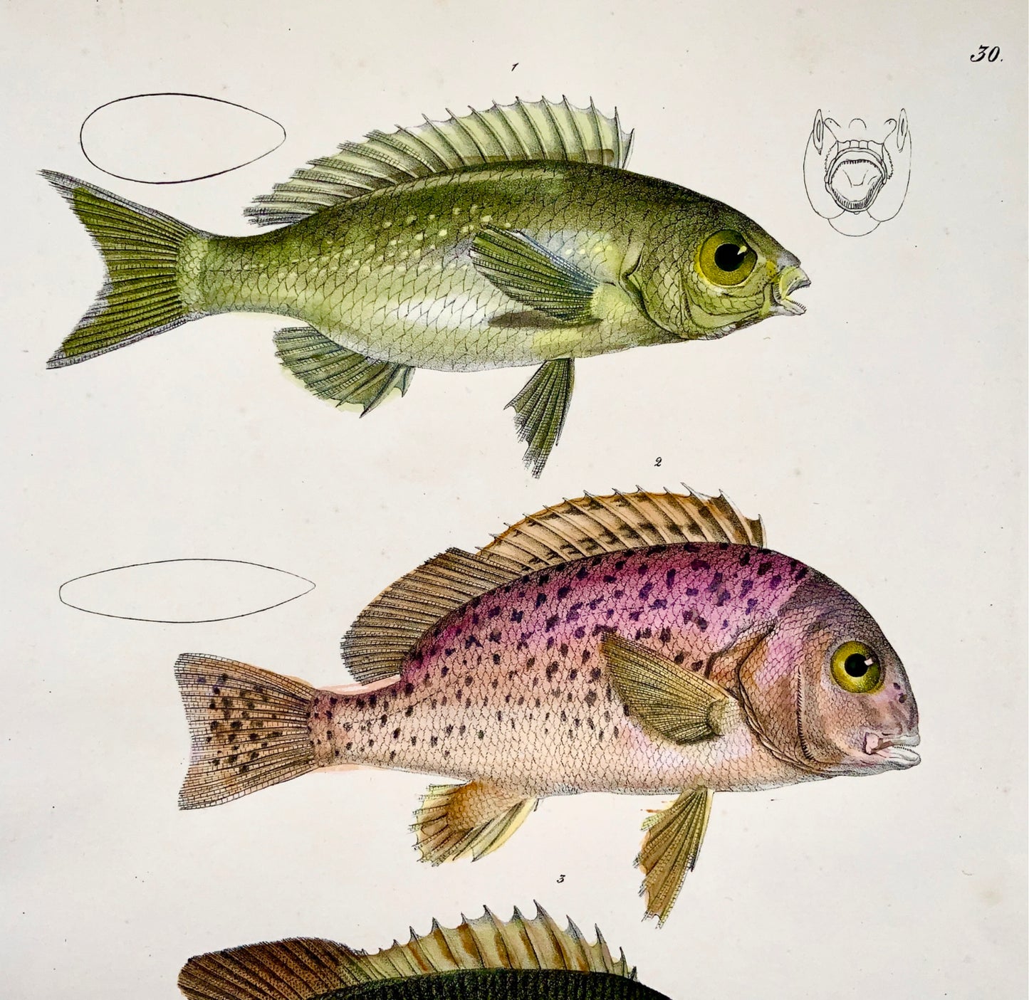 1833 H. Schinz (1777-1861) TRIPLETAILS Pesce con alette raggiate - Handcol. litografia