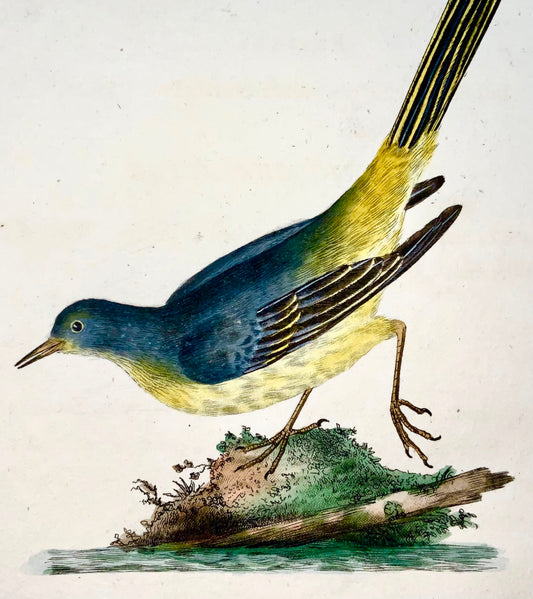 1794 Edward Donovan - HAWFINCH Bird - gravure sur cuivre colorée à la main exquise