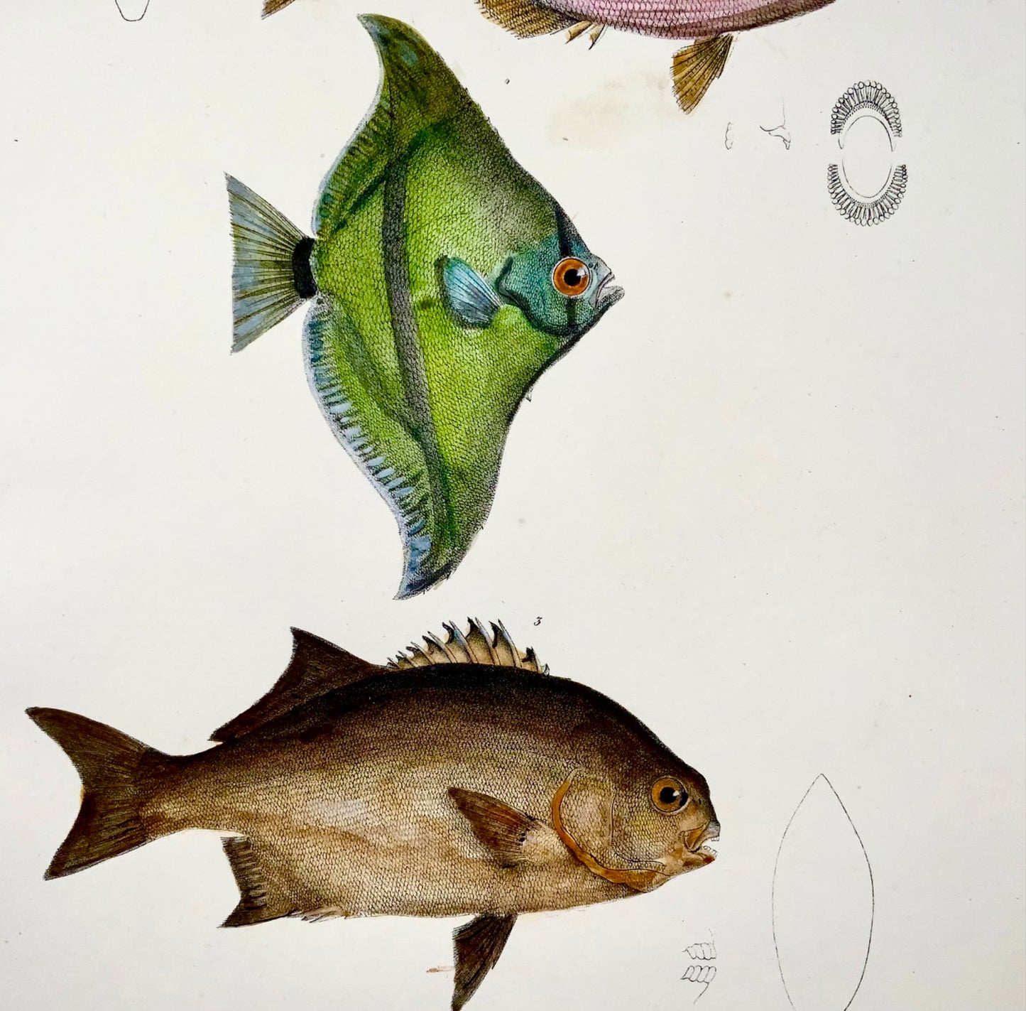 1833 H. Schinz (b1777) Angelfish, Apogon reef fish, handcol. stone lithograph