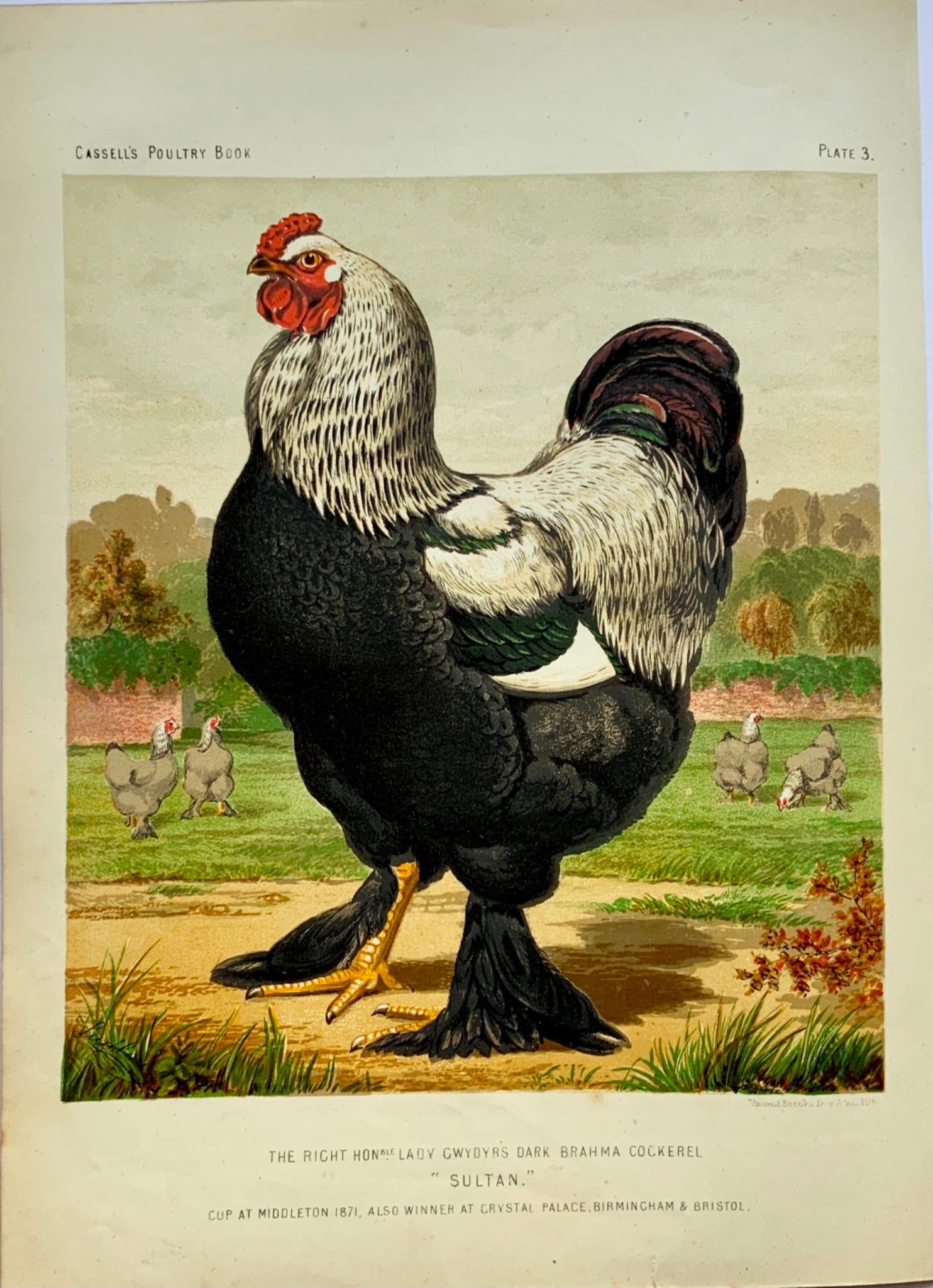 1873 First Issue - Ludlow BRAHMA COCKEREL Poultry quarto chromolithograph - Ornithology
