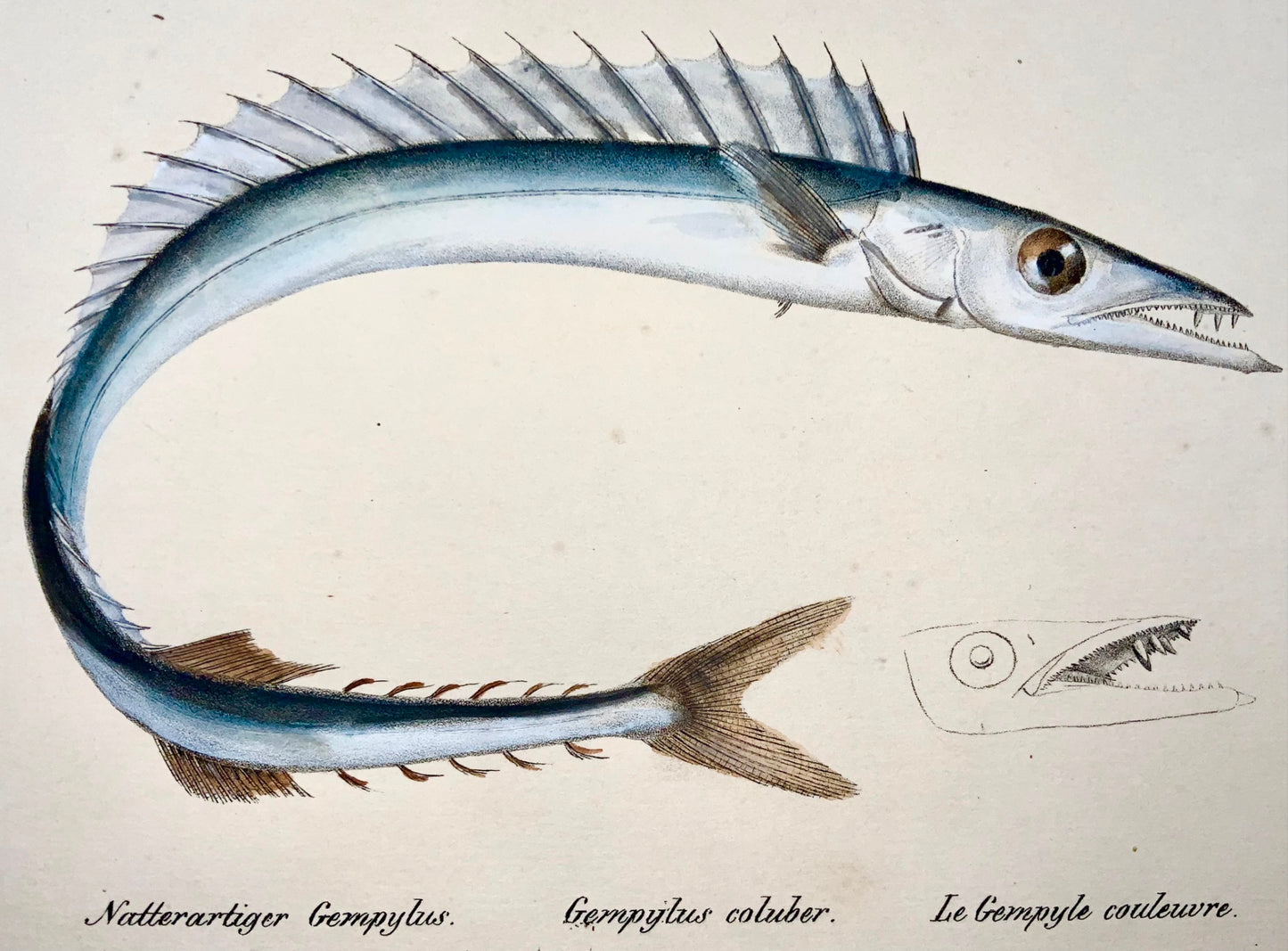 1833 Maquereau, orphie, thon, H. Schinz (né en 1777) folio, lithographie coloriée à la main