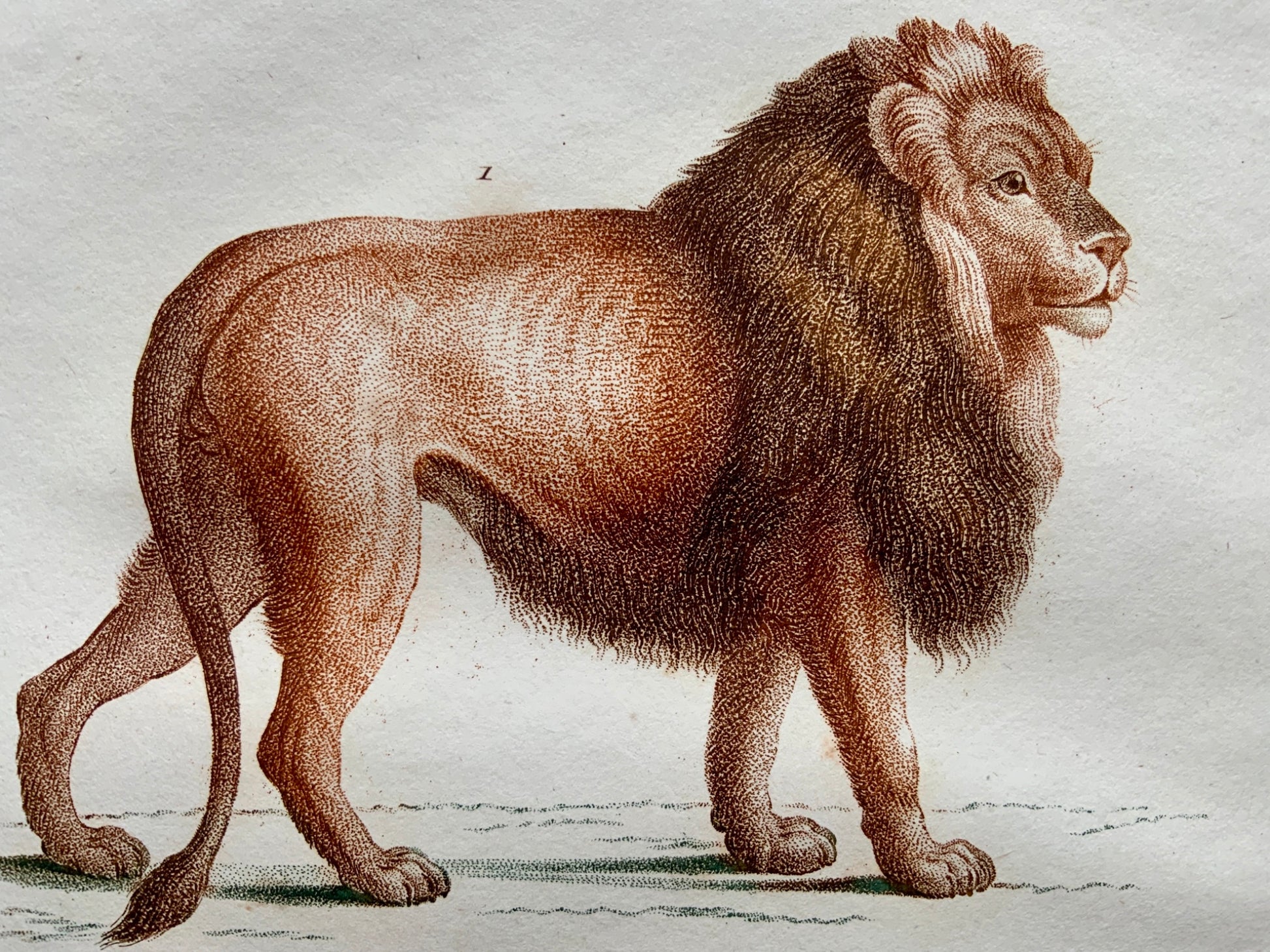 Jean Baptiste Huet [1745-1811] LION Coloured stipple (crayon manner) - Mammals