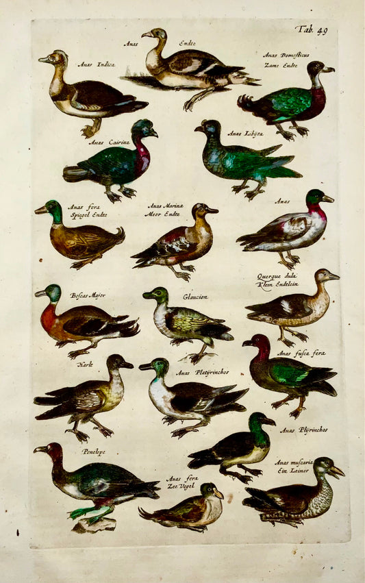 1657 Canards - Ornithologie - Mat. MERIAN Folio gravure sur cuivre colorée à la main