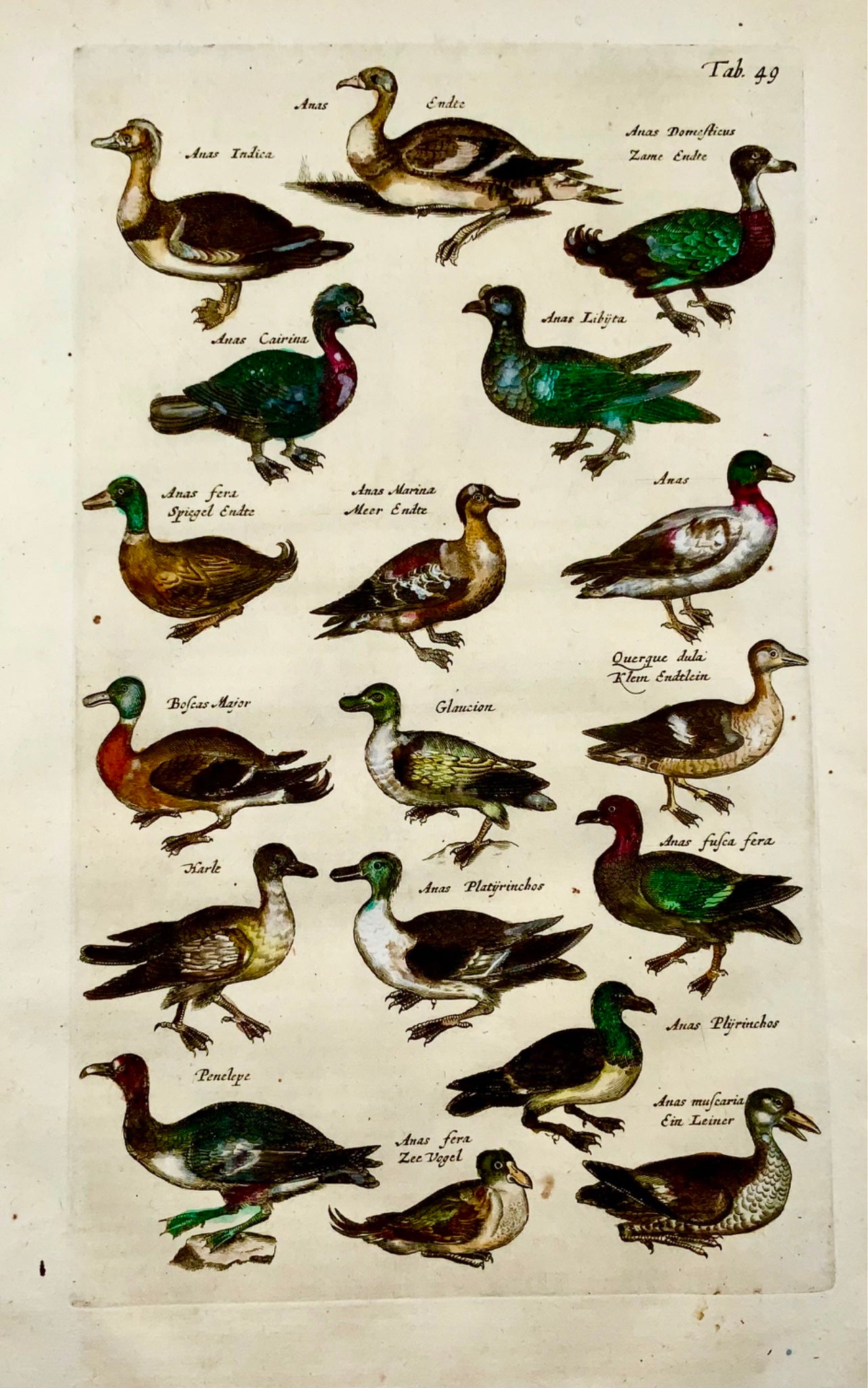 1657 Ducks - Ornithology - Matt. MERIAN Folio hand coloured copper engraving