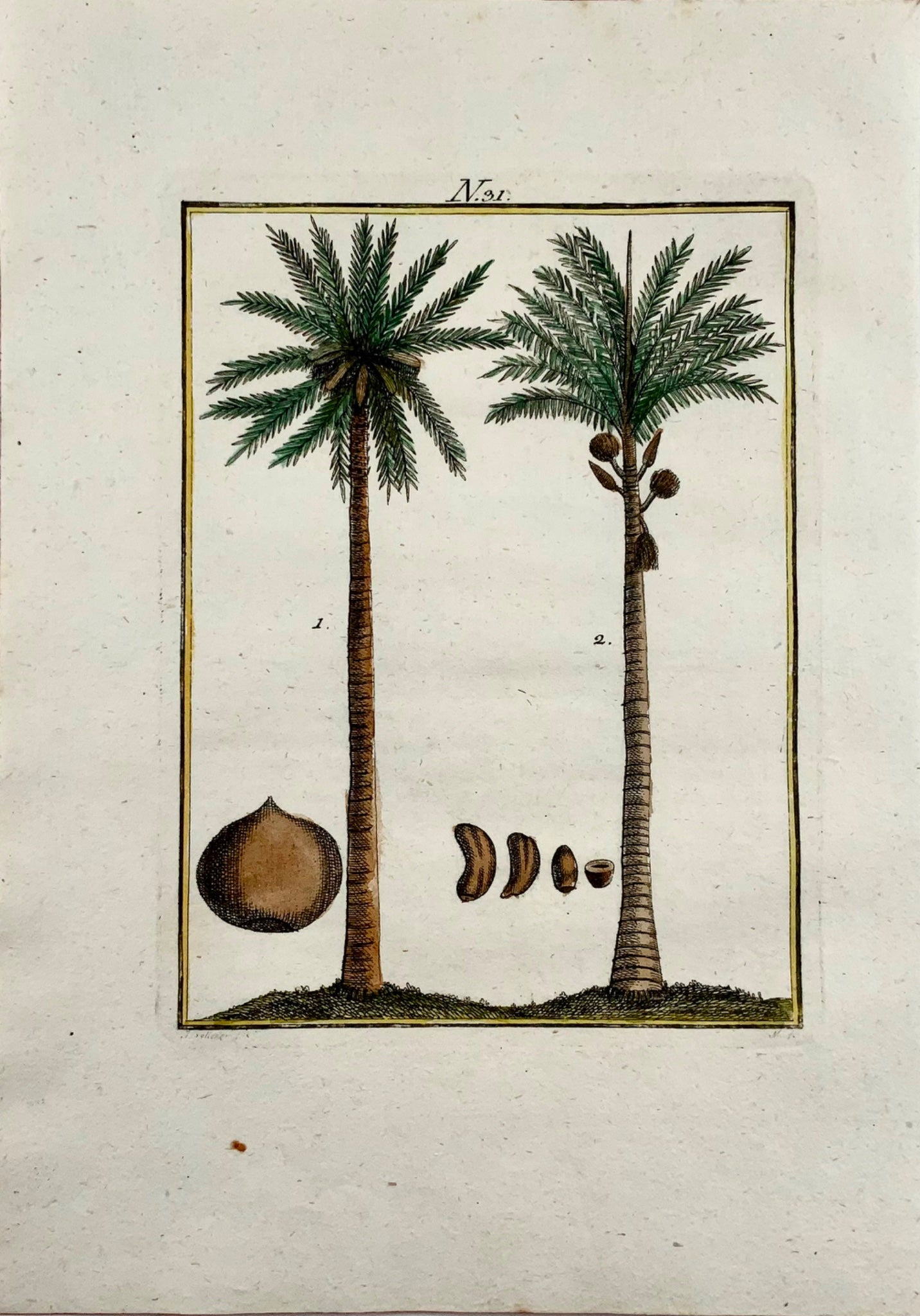 1790 PALMIERS COCOTES Botanique - Joh. Sollerer - gravure coloriée à la main