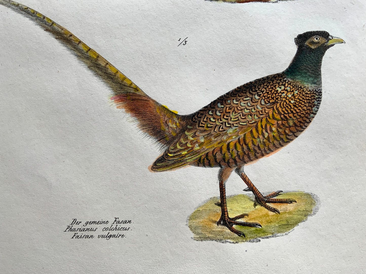 1830 PHEASANTS Ornithology - Brodtmann hand coloured FOLIO lithography