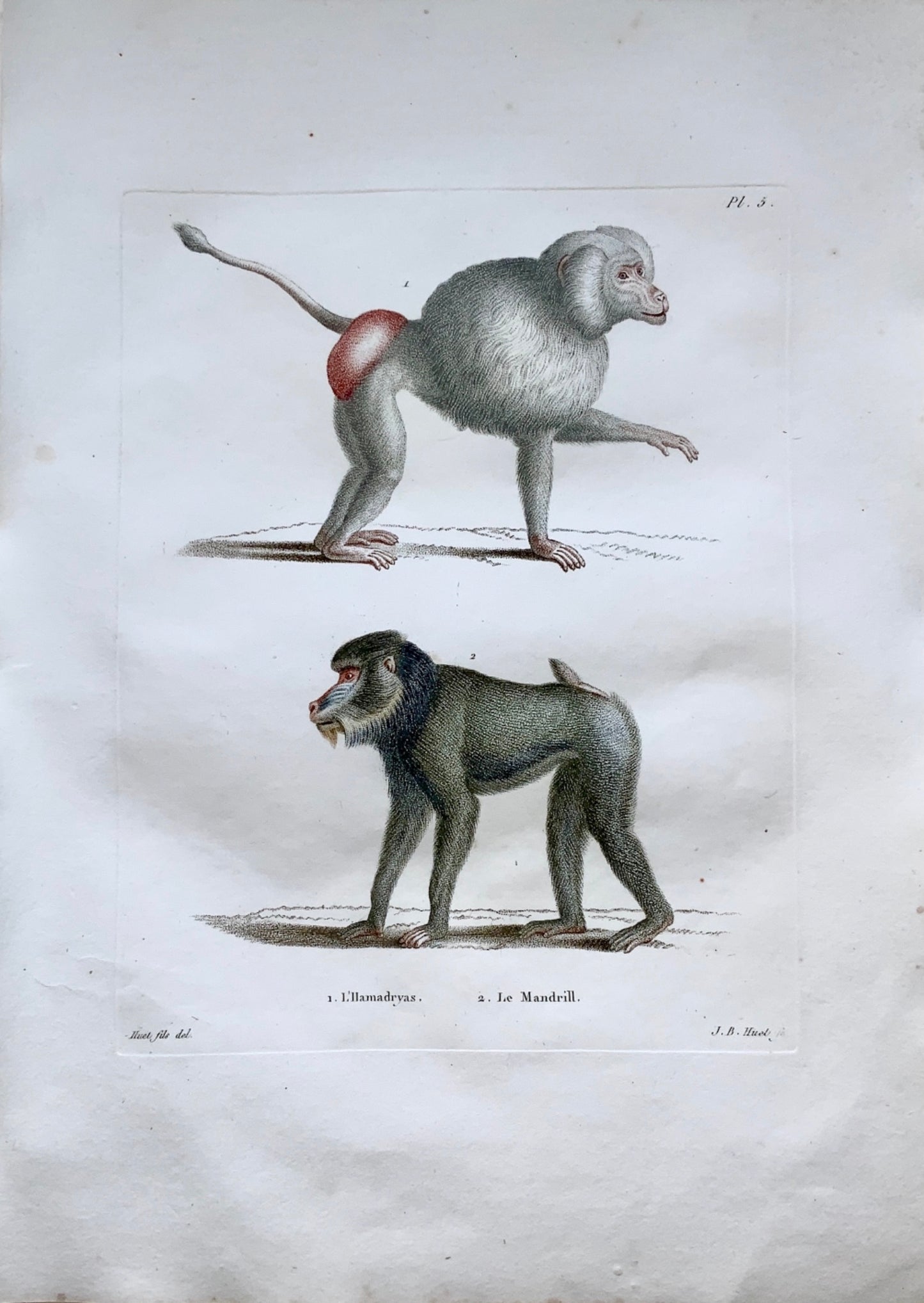 Jean Baptiste Huet [1745-1811] MANDRILL Coloured stipple (crayon manner) - Zoology