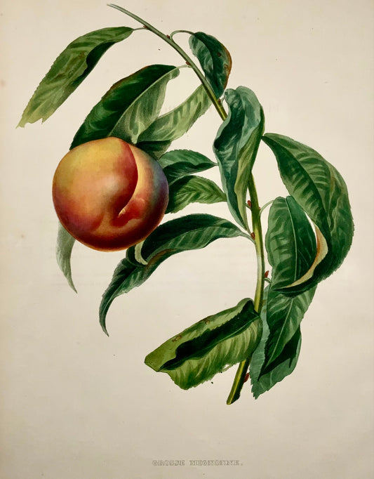 1853 A. Bivot; Pomologie Arboricole - Mignogne ABRICOT - 35cm couleur fine main - Botanique