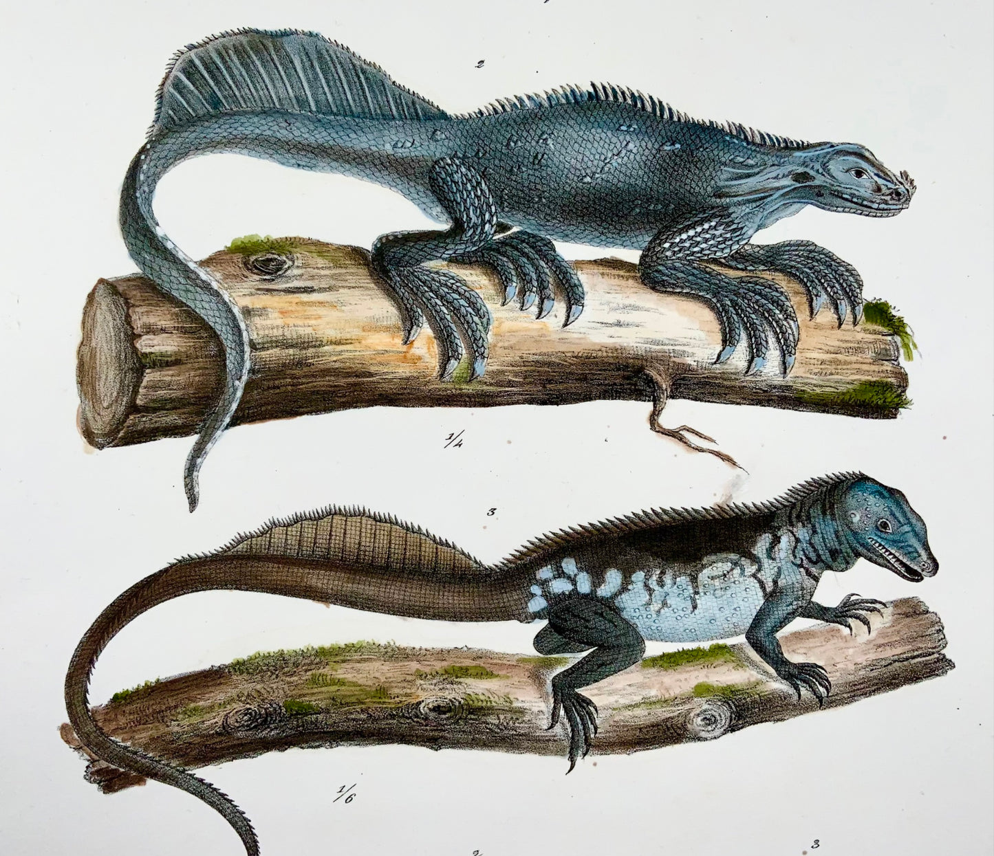 1833 Schinz (b1777) Basilisk Sailfin Lizards, hand coloured stone lithograph, reptiles