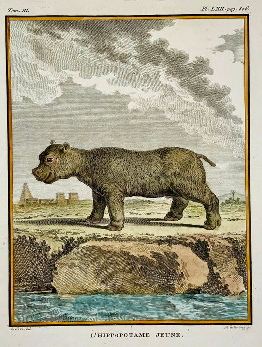 1766 De Sève; Jeune HIPPOPOTOMUS grande édition QUARTO gravure coloriée à la main - Mammifère