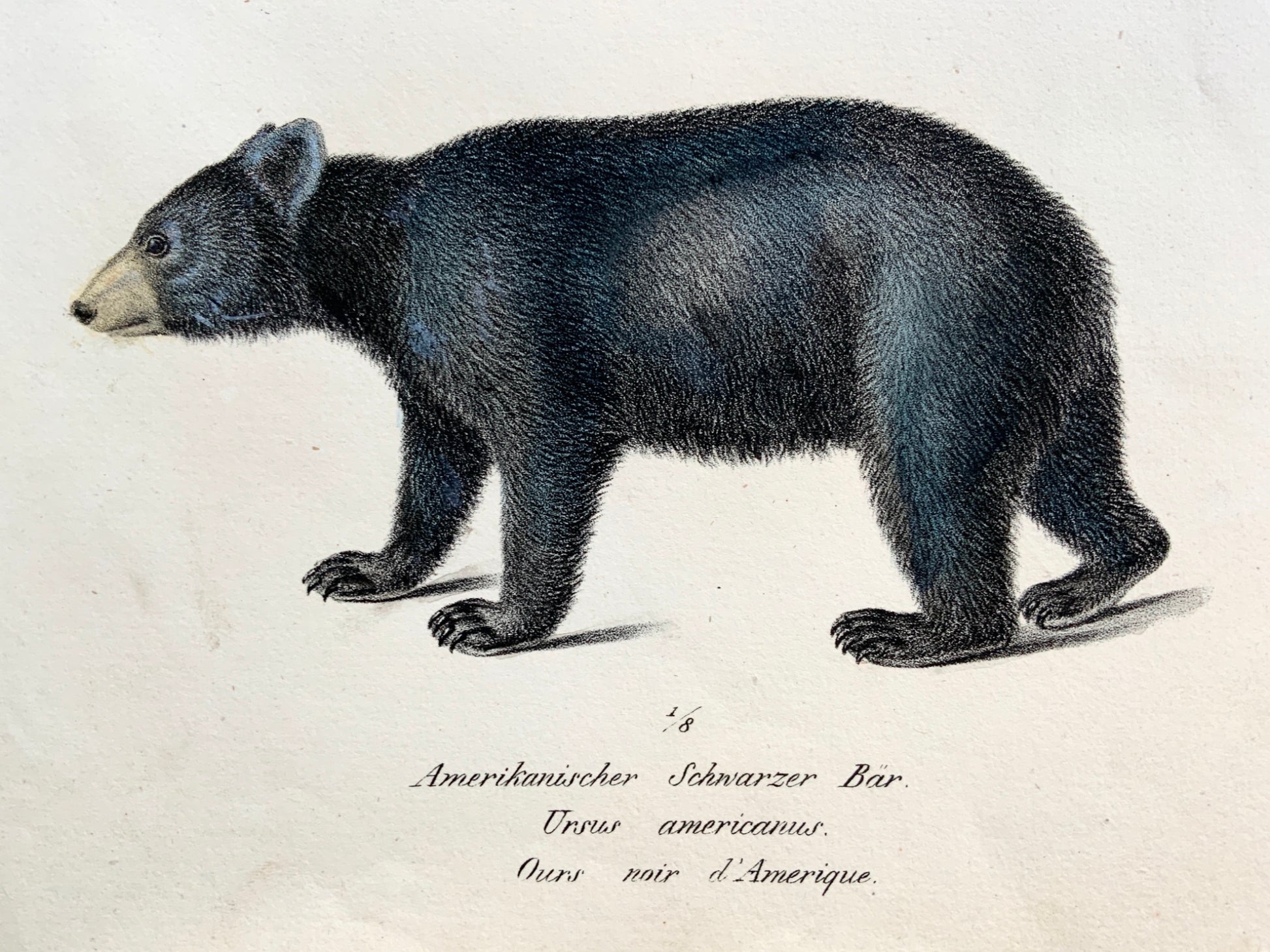 1824 Tibetan & American Bear - K.J. Brodtmann hand colored FOLIO lithograph - Mammals