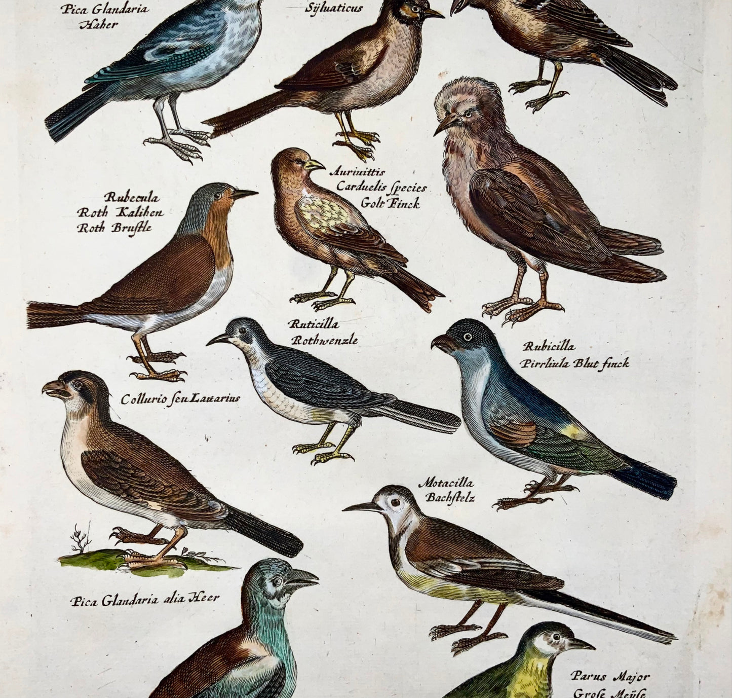 1657 Magpie, finch, tits, ornithology, Matt. Merian, folio, hand coloured