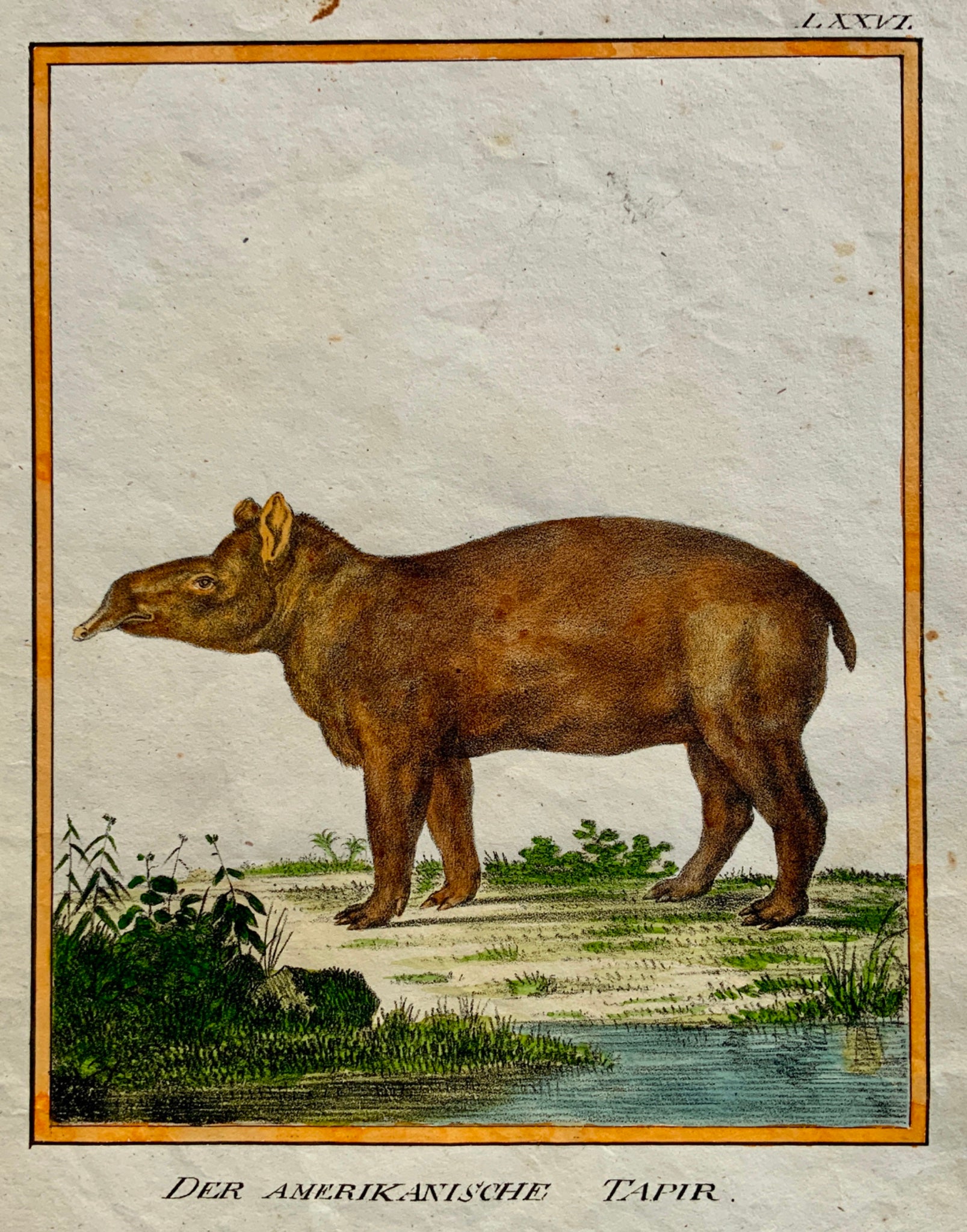 1816 American Tapir INCUNABULA OF LITHOGRAPHY K. Schmidt 4to hand coloured.