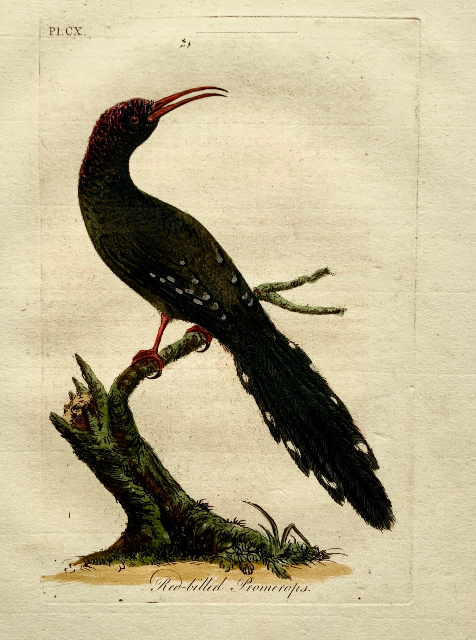 1785 John Latham - Synopsis - Red Billed PROMEROPS Ornithology - hand coloured