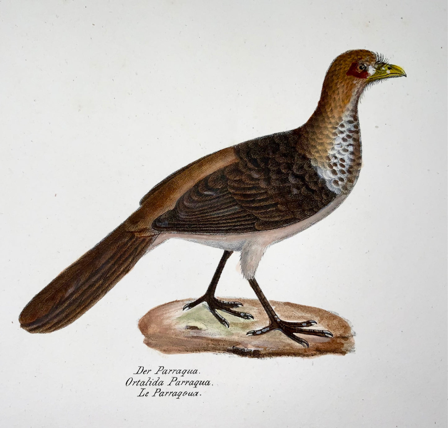 1830 Uccelli curassow, ornitologia, Brodtmann, litografia, folio