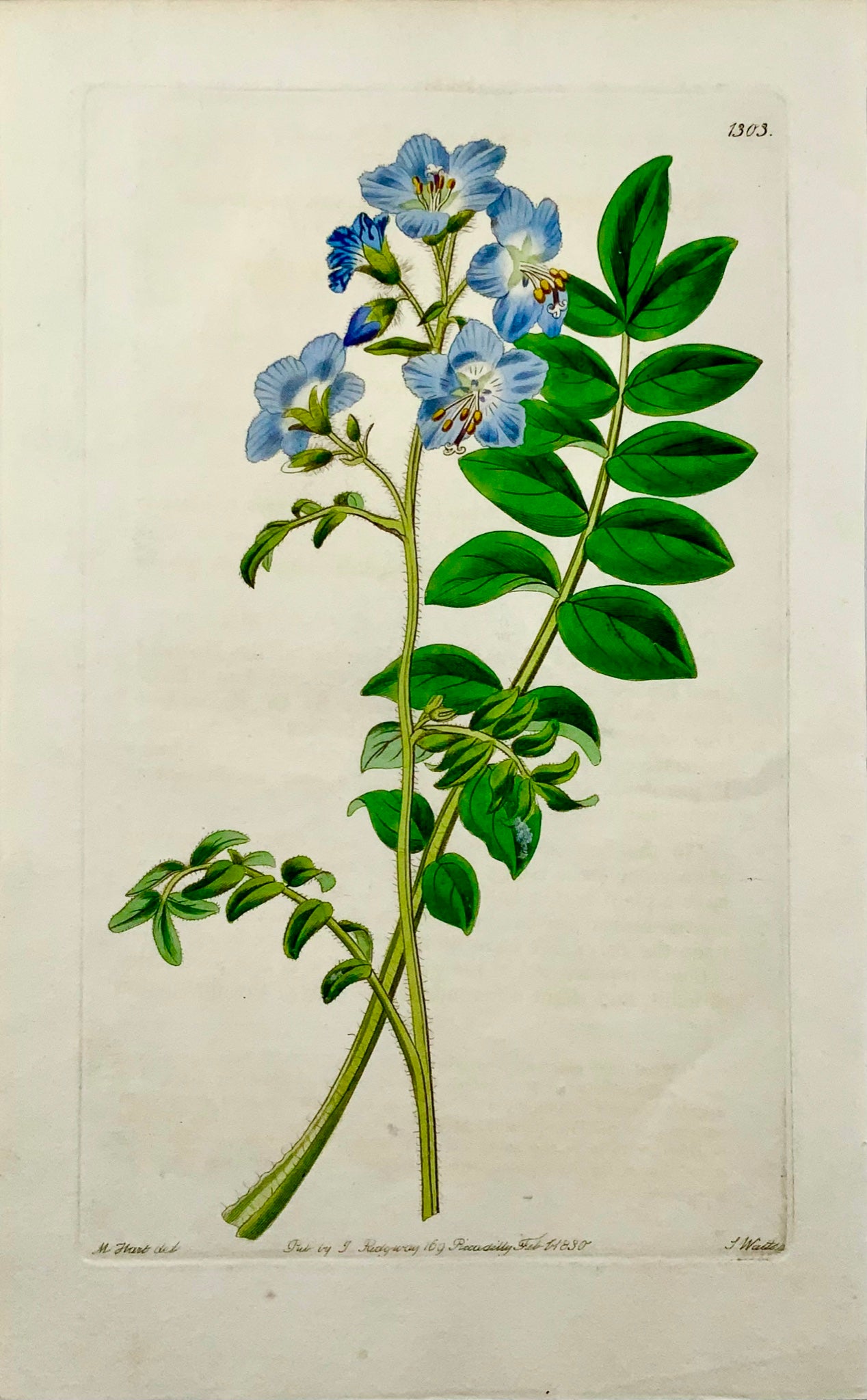 1830 Scala di Giacobbe, Watts, incisione su rame, bel colore originale a mano, botanica
