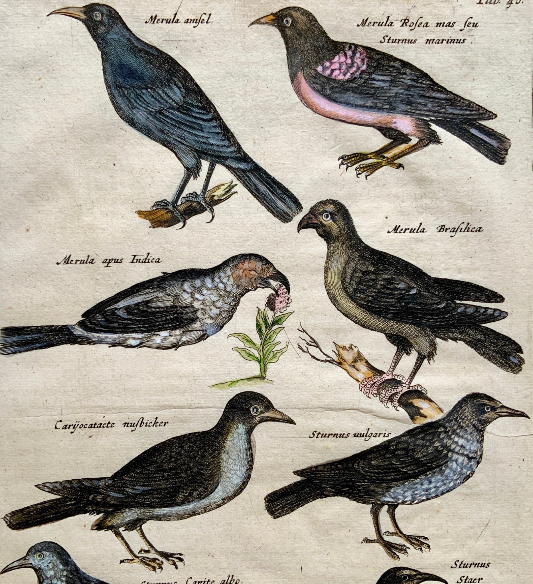 1657 Mat. Merian - Ornithology: Starlings - Folio hand coloured engraving
