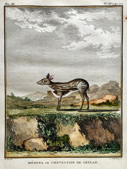 1779 Guttenberg after Jacques de Seve - MOUSE DEER Mammal - 4to engraving