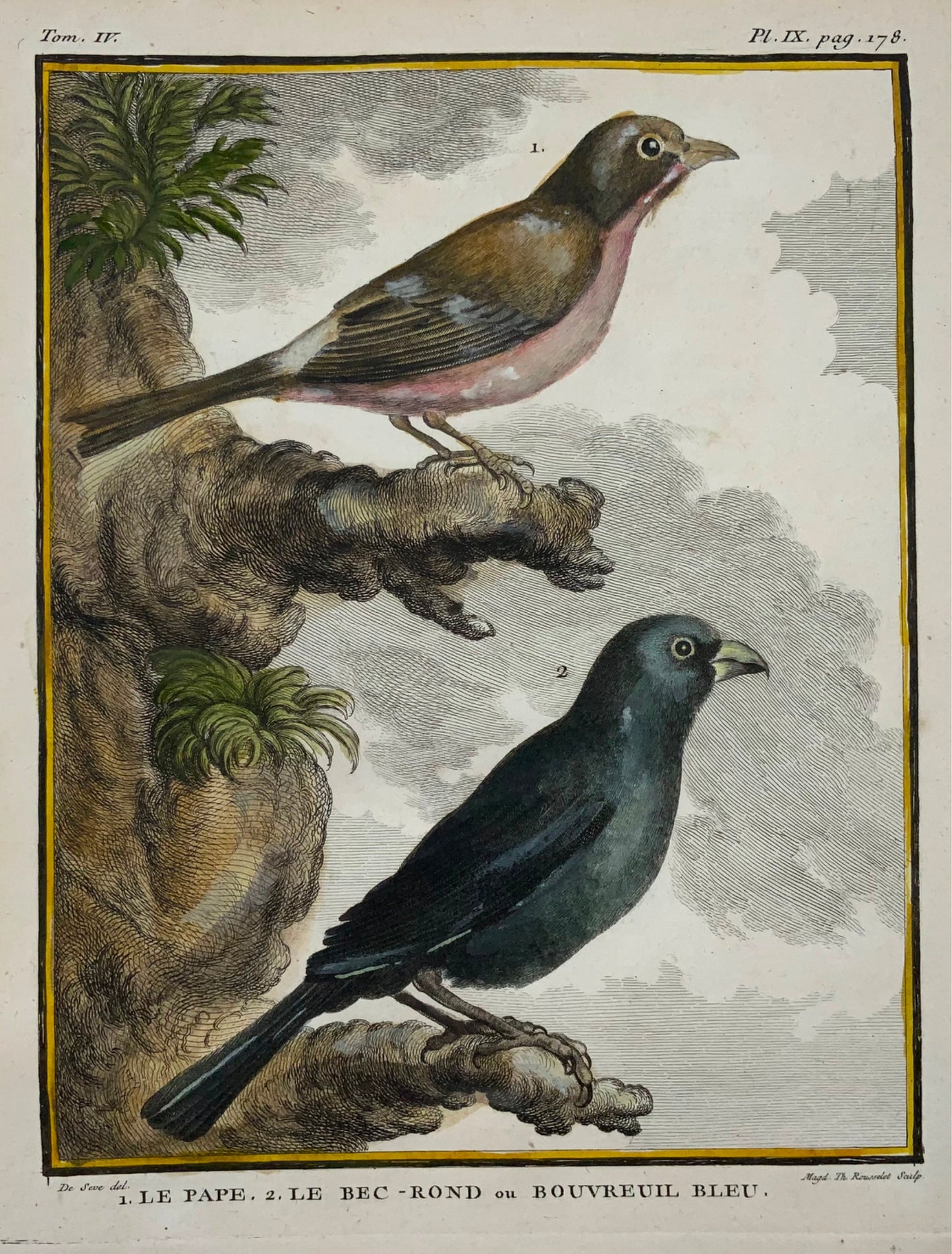 1779 de Seve - BULLFINCHES - Ornithology - 4to Large Edn engraving