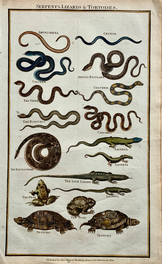 1785 Tall folio engraving - hand coloured - Reptiles and Amphibians