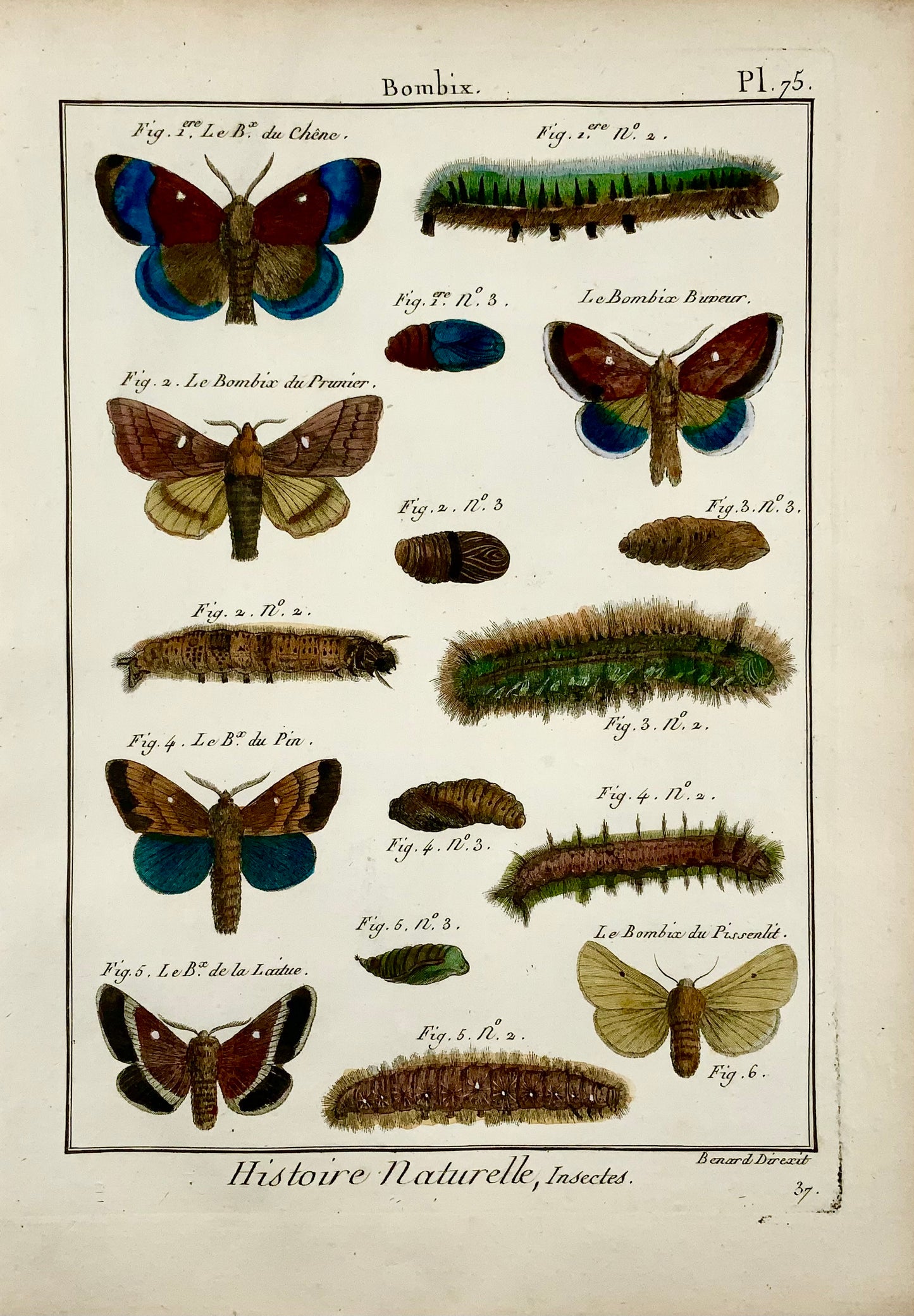 1794 Latreille; Butterflies Bombix - Handcoloured quarto copper engraving - Insects