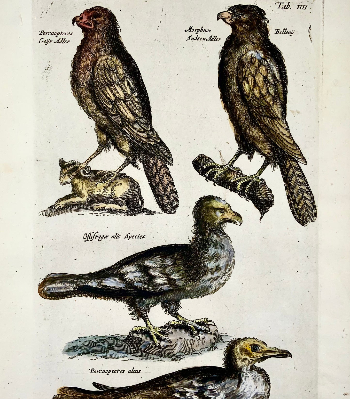 1657 Birds of Prey, Eagles, Ossifrage - Matt MERIAN Folio hand coloured engraving - Ornithology