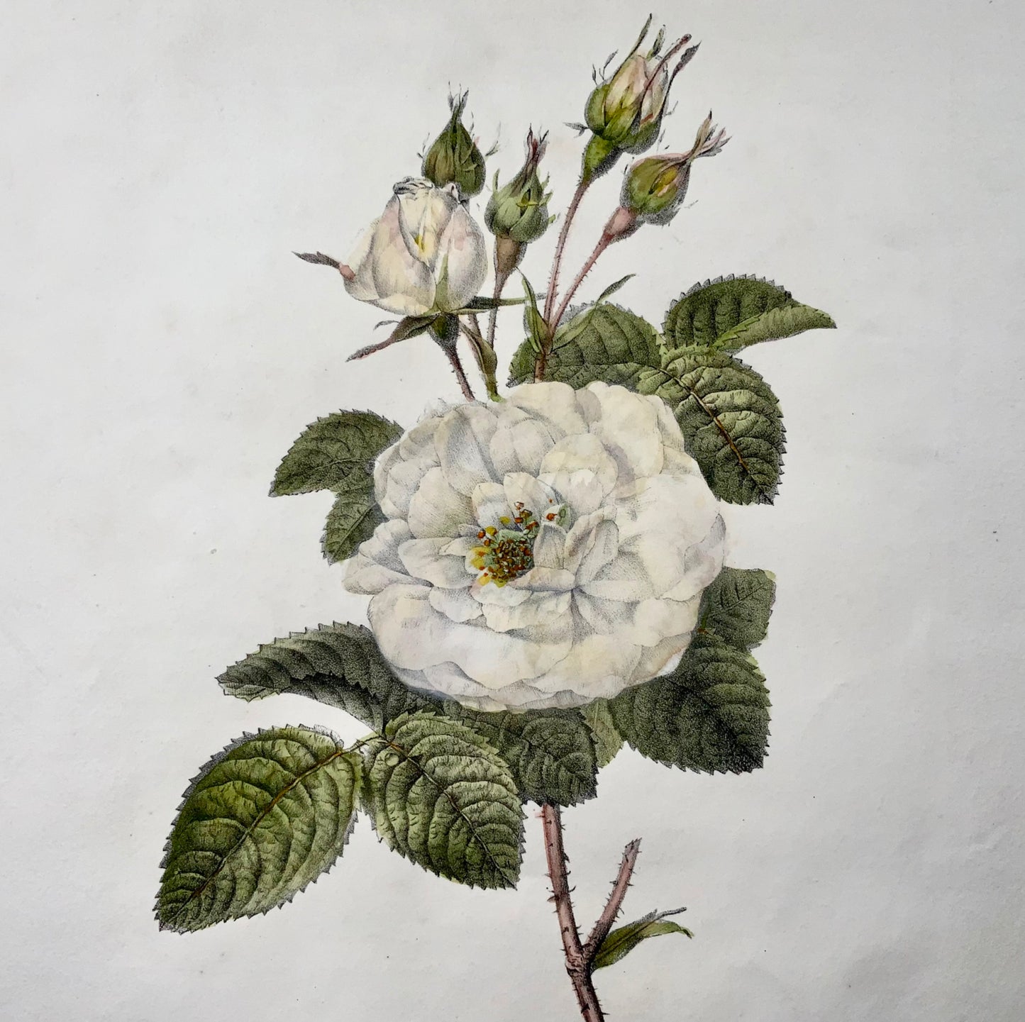 1820 c Rosa Bianca, litografia in pietra in folio di Burggraaf con colori a mano, botanica