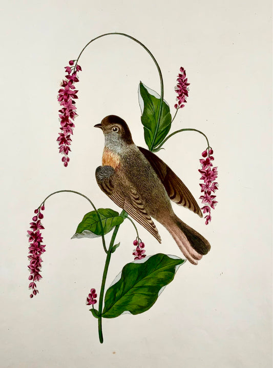 1819 George Brookshaw (nato nel 1751), ornitologia, Codirosso spazzacamino, bordo foliato 