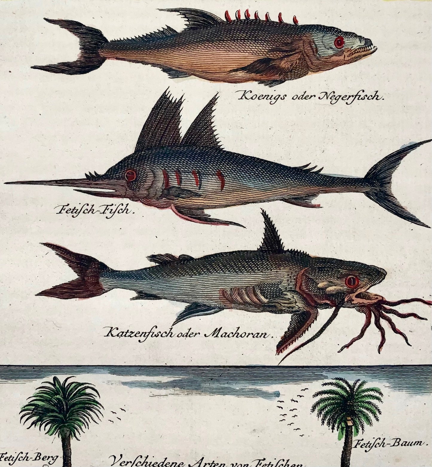 1749 Swordfish, Flying Fish, Catfish by J. Von Schley after Nieuhof, Fo