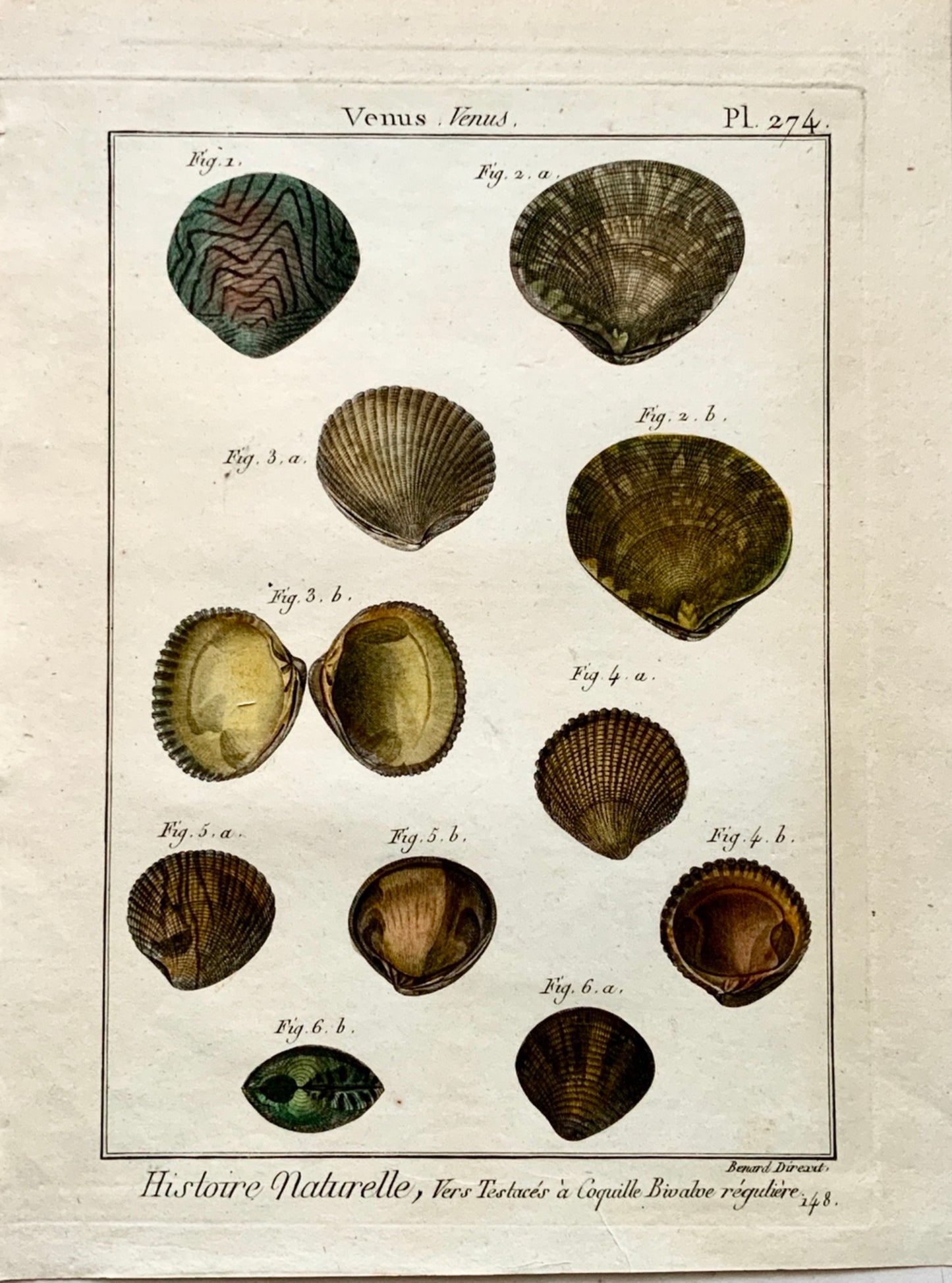 1789 J. B. Lamarck - VENUS Shell Sea Snail - Conchology Bivalves- Hand colour