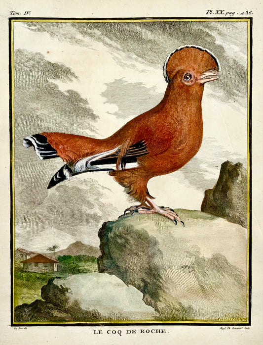 1779 de Seve - GALLO dell'Uccello della ROCCIA - Ornitologia - 4to Grande incisione Edn