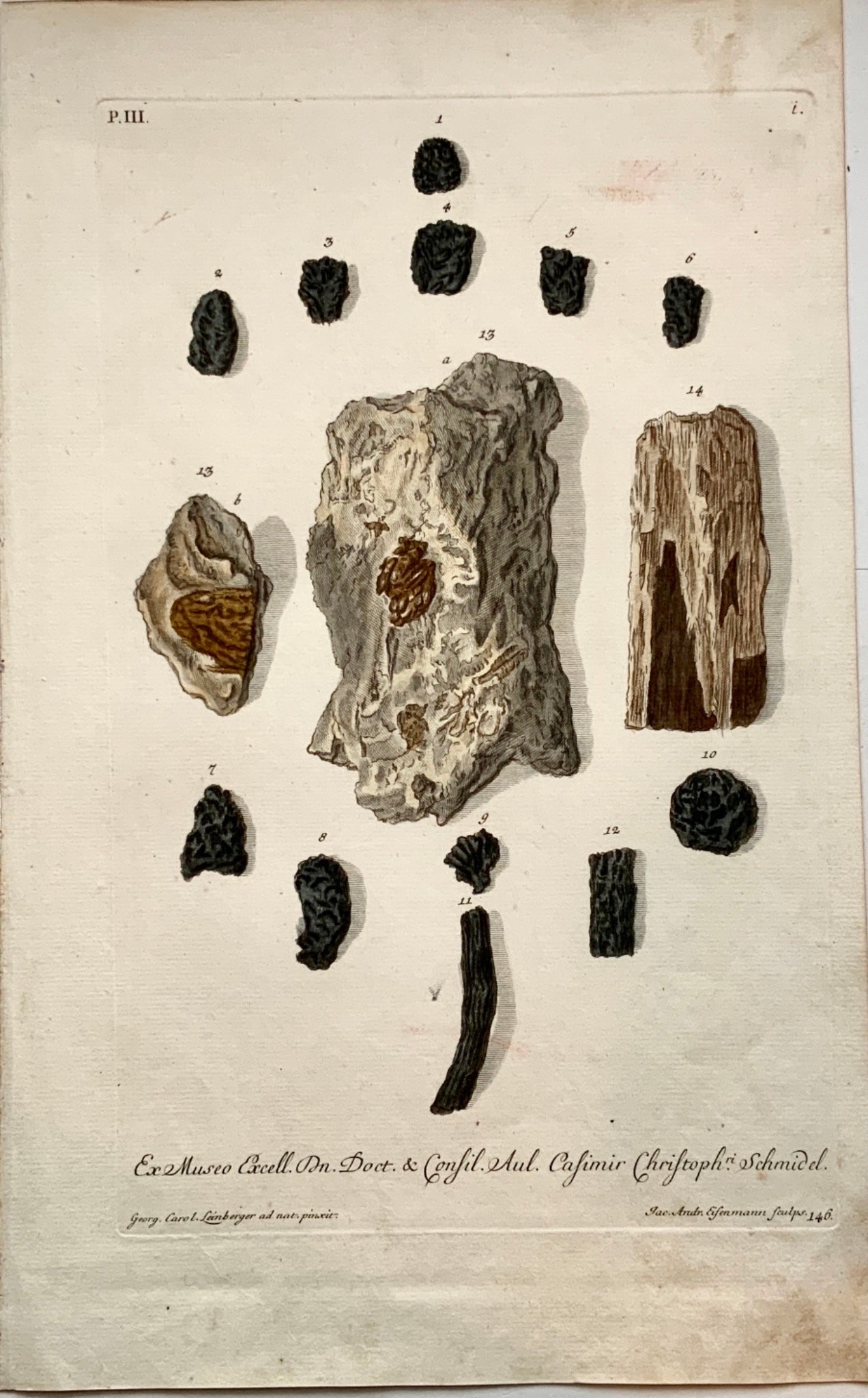 G. W. Knorr (1705-1761); Leinberger - Paleontology Museo Schmidel - Folio hand coloured - Earth sciences
