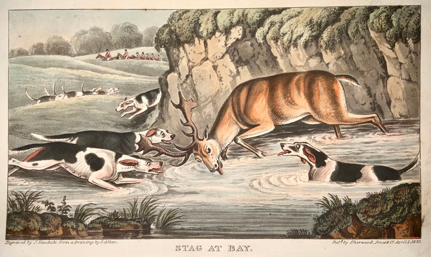 1823 Sherwood after Alken - STAG AT BAY - HUNTING - hand coloured aquatint