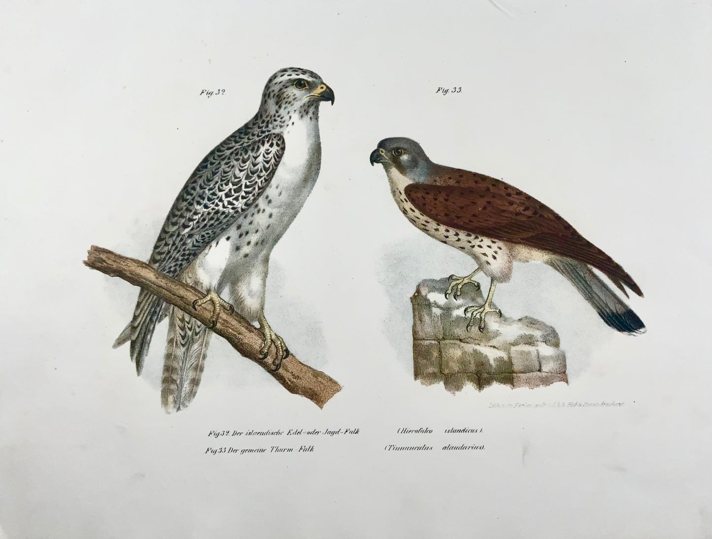 1860 Falcon Raptors, Fitzinger, lithographie couleur avec finition à la main, ornithologie