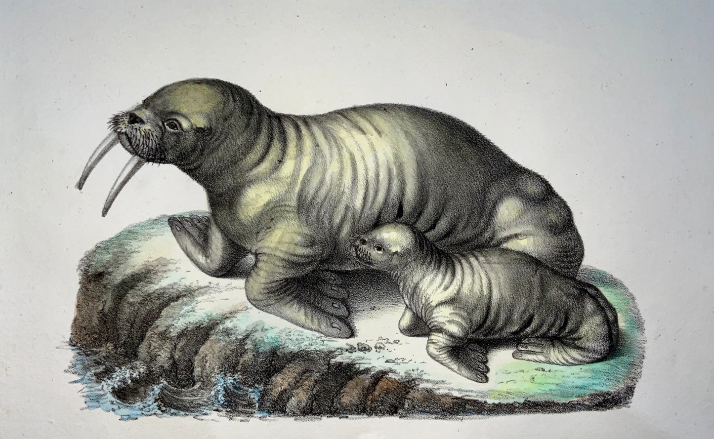 1824 Walrus - Mammal - K.J. Brodtmann hand colored lithograph