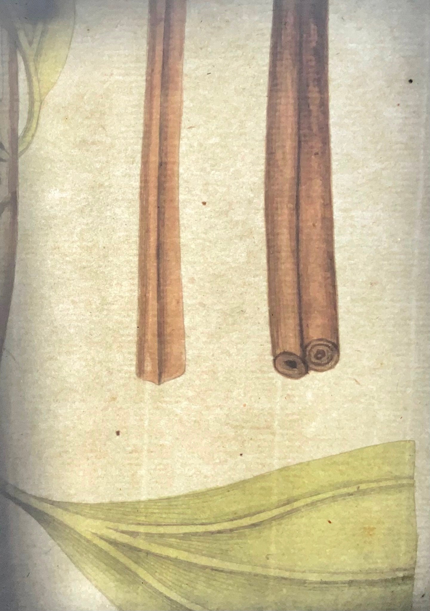 1788 JJ Plenck (b1737), cannelle chinoise, grand folio coloré à la main, botanique