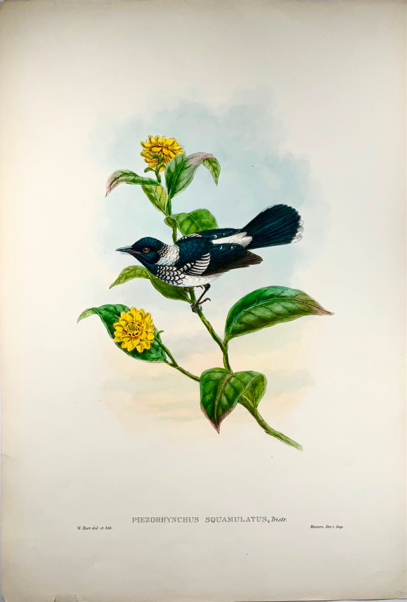 1888 Pied Flycatcher, John Gould (b1804), magnifique lithographie coloriée à la main, ornithologie 