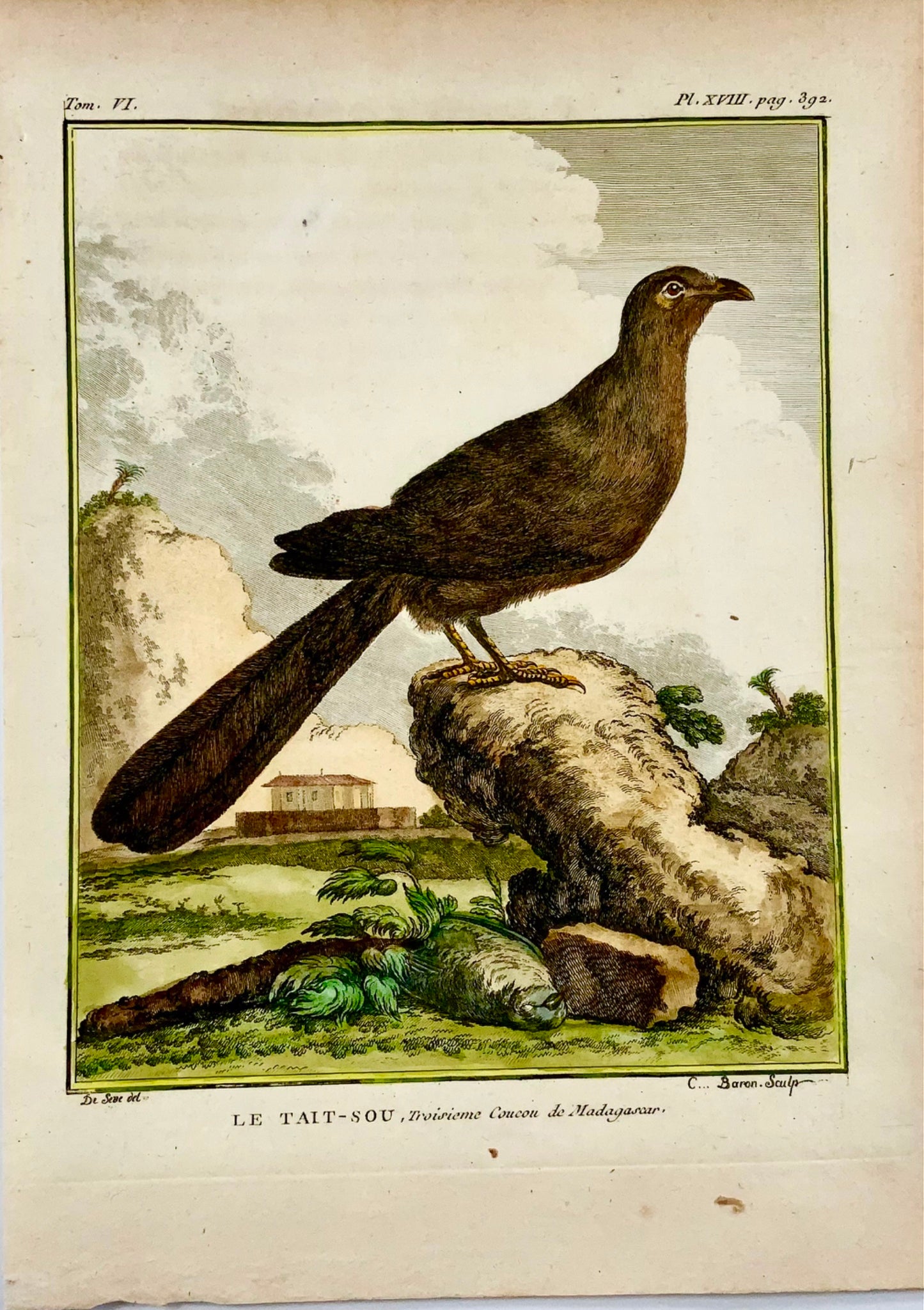 1779 de Seve - COUAS - Ornitologia - 4to Grande incisione Edn