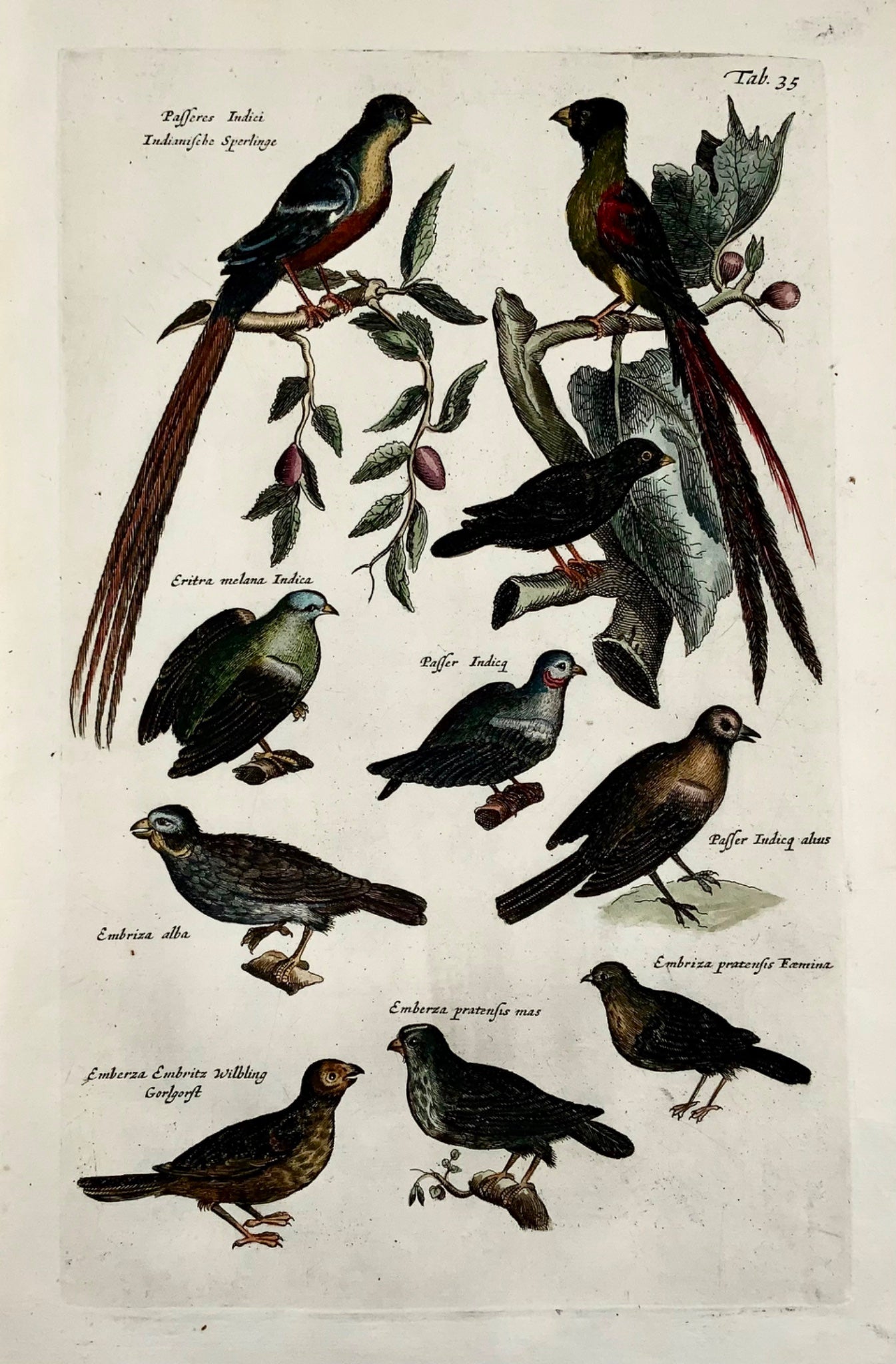1657 Exotic Sparrows, Bunting, Passerines - MERIAN Folio Handcolored Engraving - Ornithology