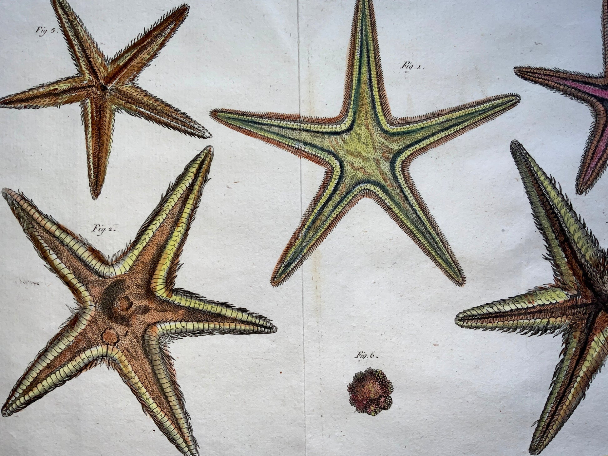 1789 Scattaglia - Sea Star STARFISH Asterias 43cm - Hand colour - Marine Life