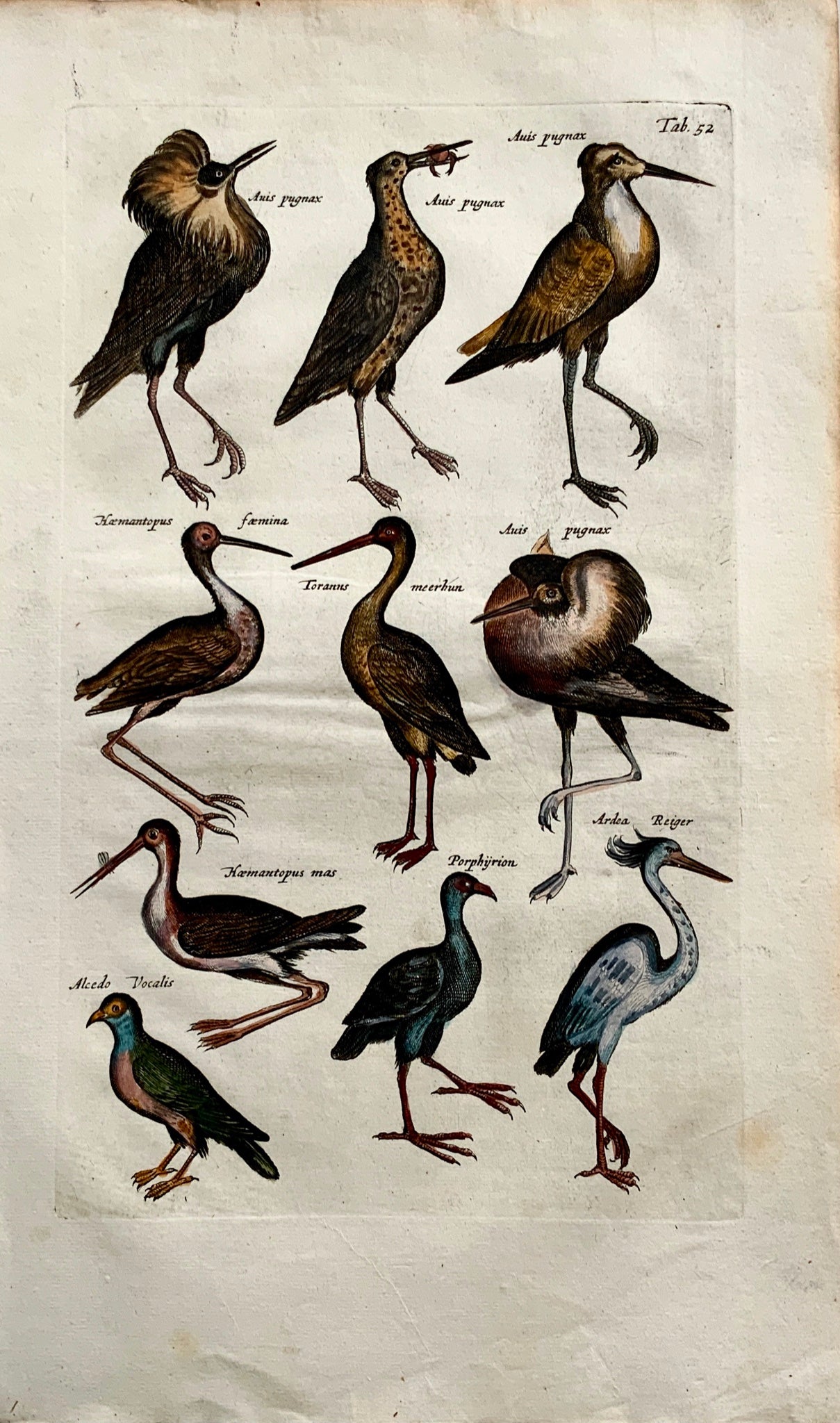 1657 Herons Storks Ruffs - Ornithology - M. MERIAN Folio Handcol. Engraving